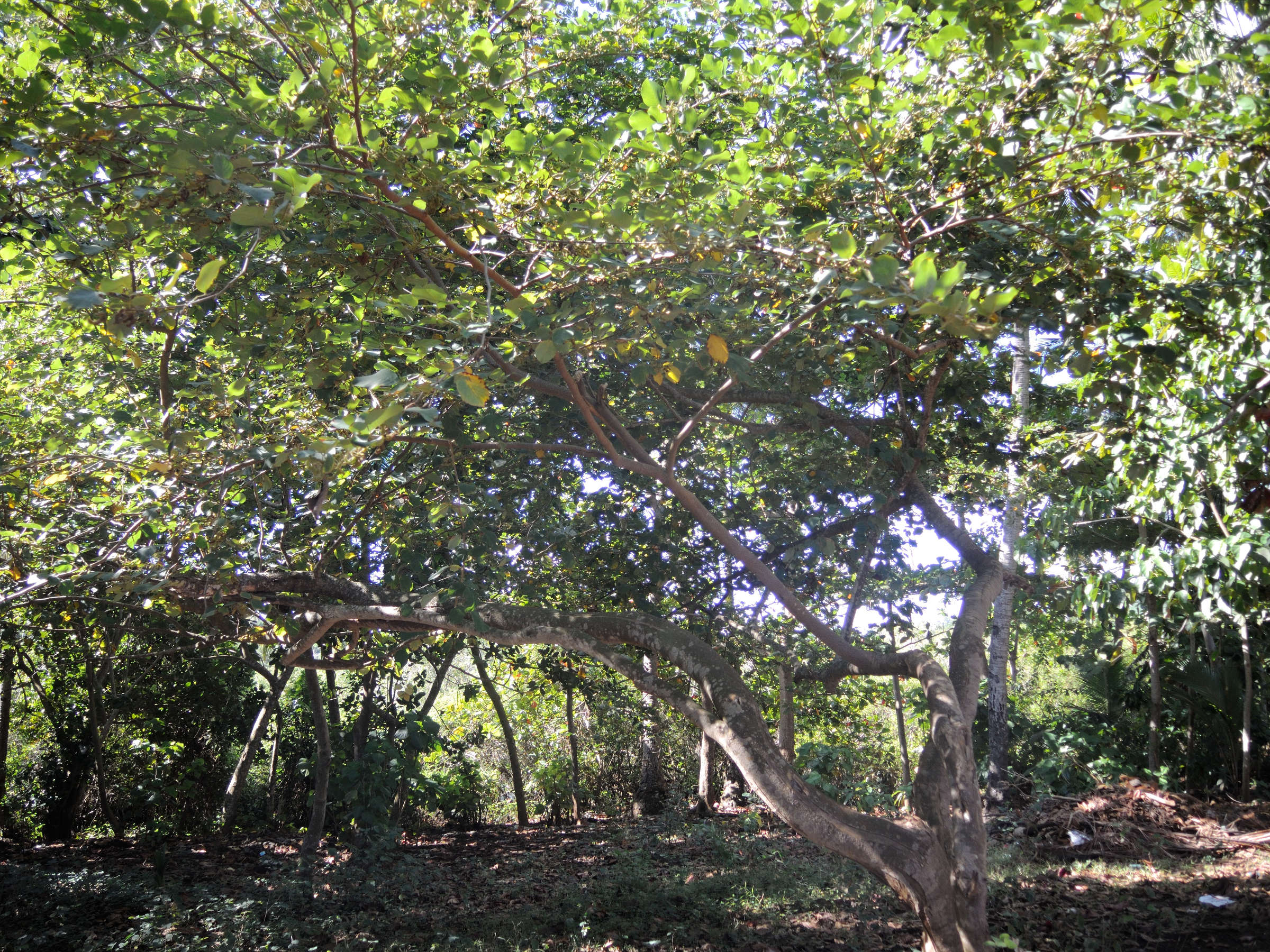 hernandia_nymphaeifolia1md