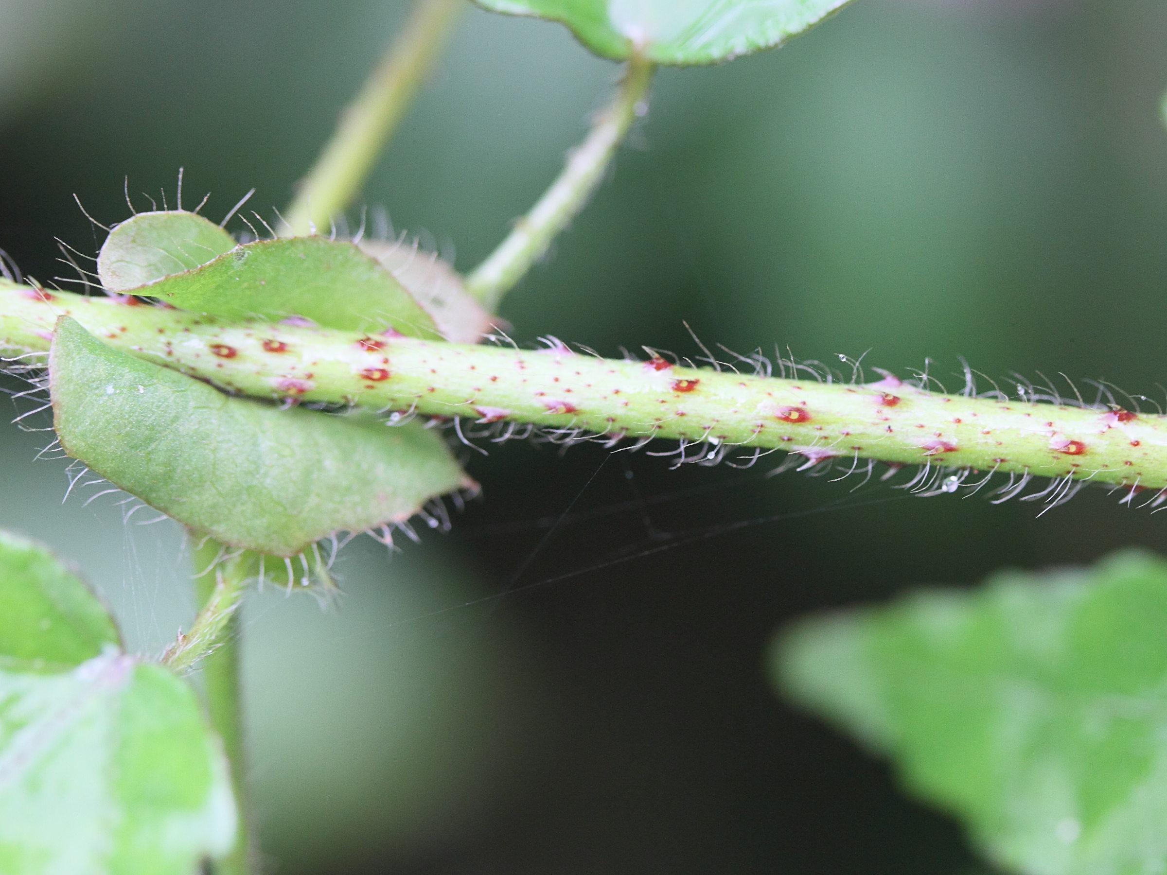 hibiscus_surattensis4md