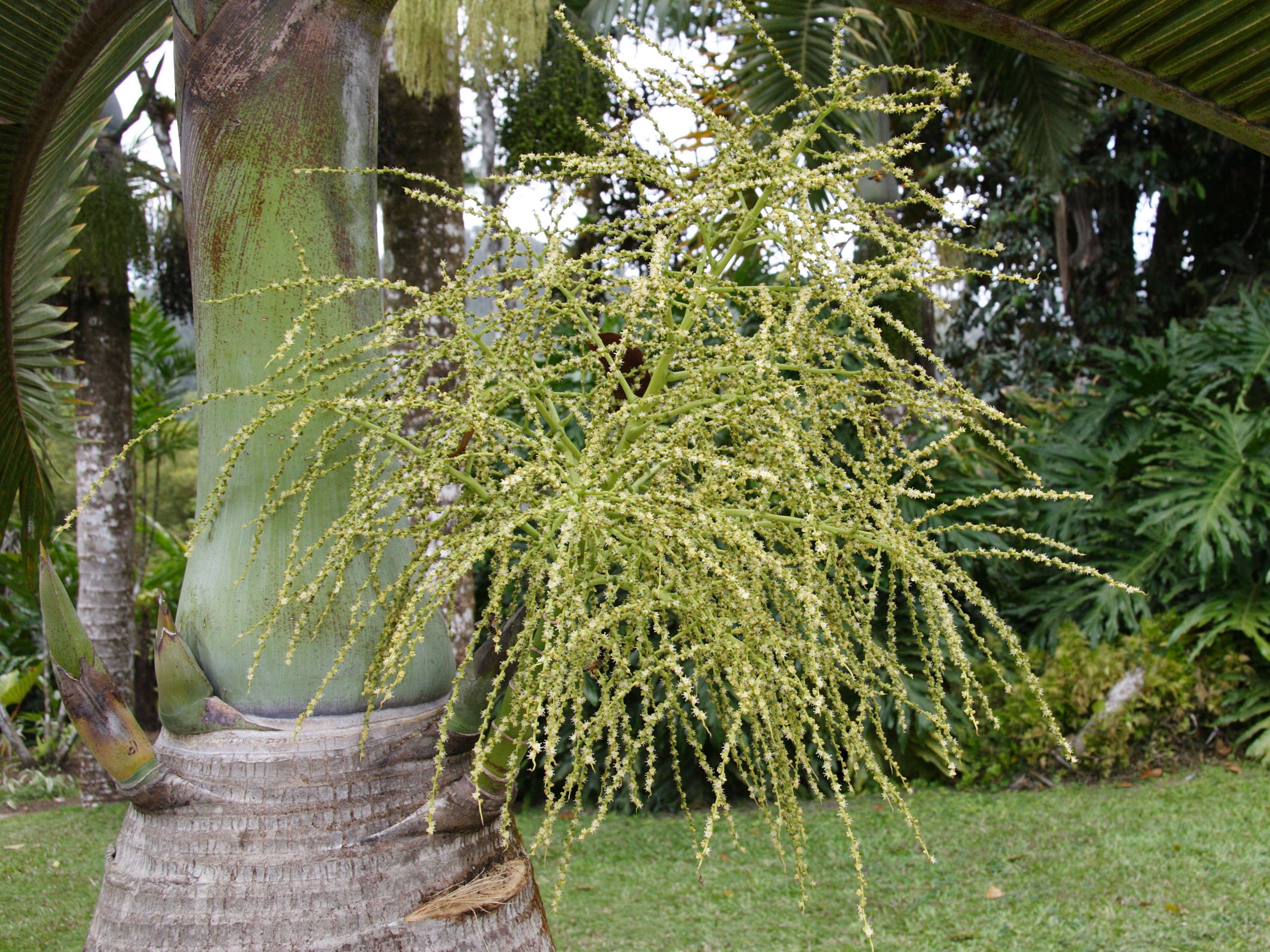 hyophorbe_vershaffeltii2md