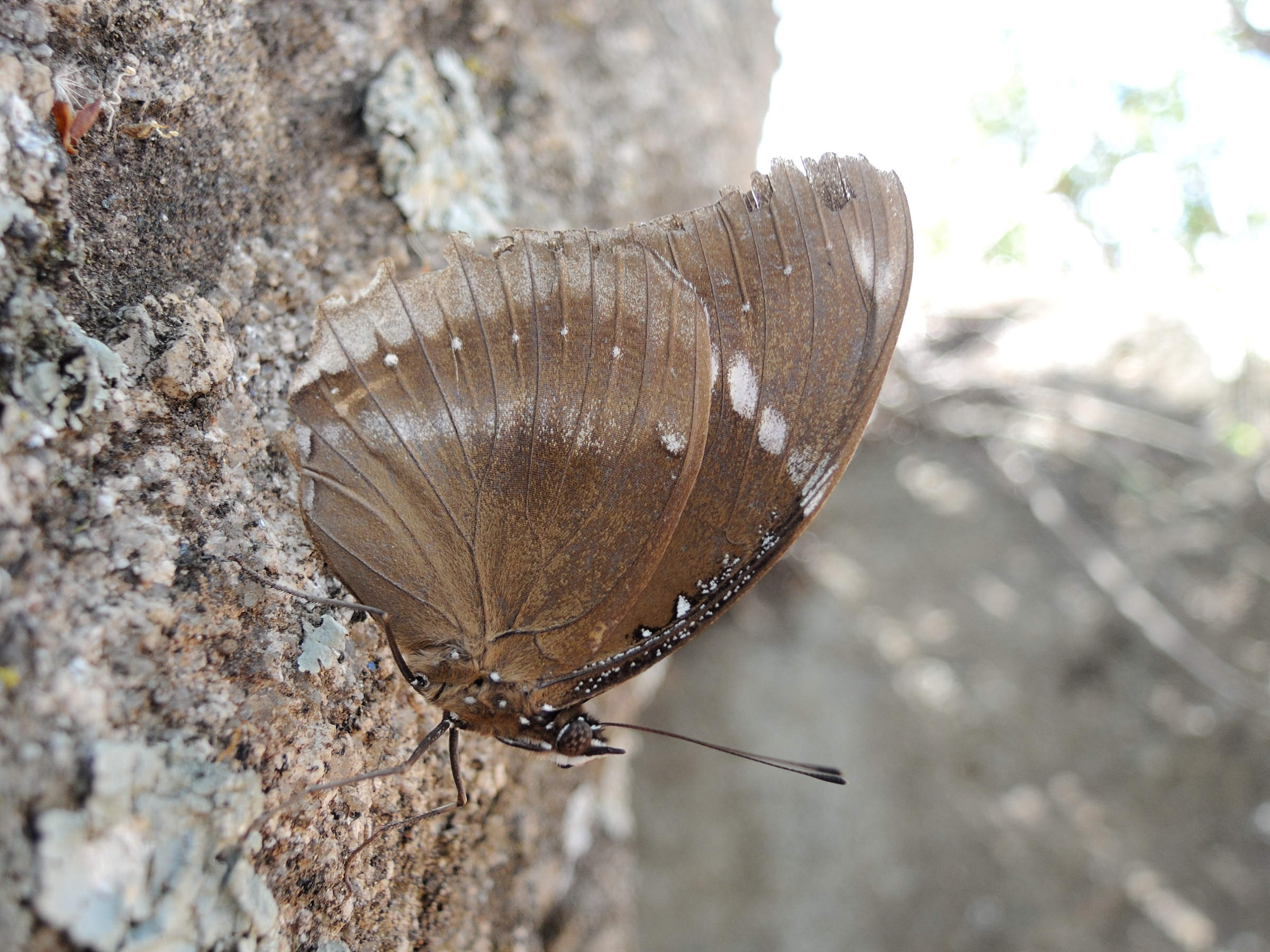 hypolimnas_bolina7md