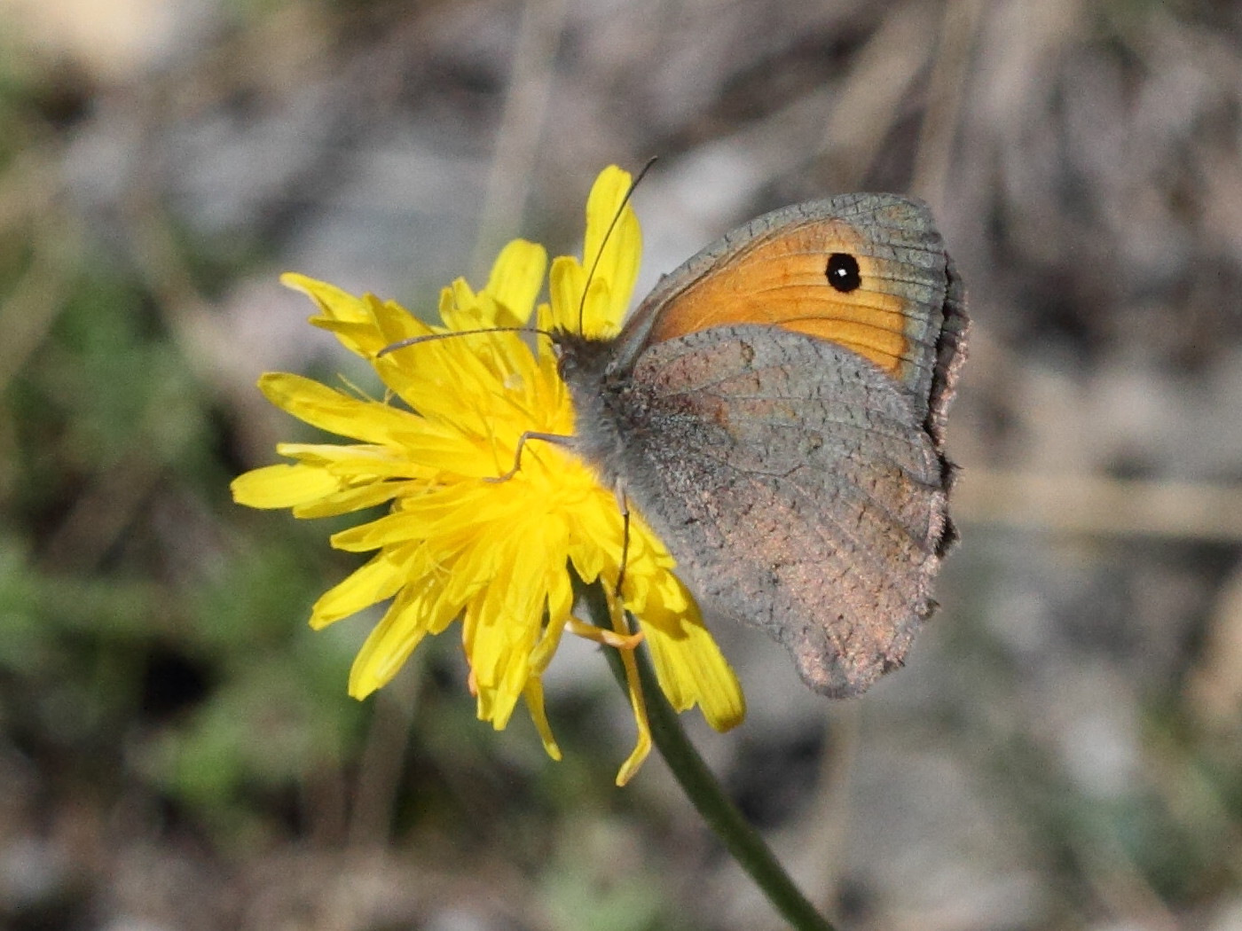 hyponephele_lupina2bd