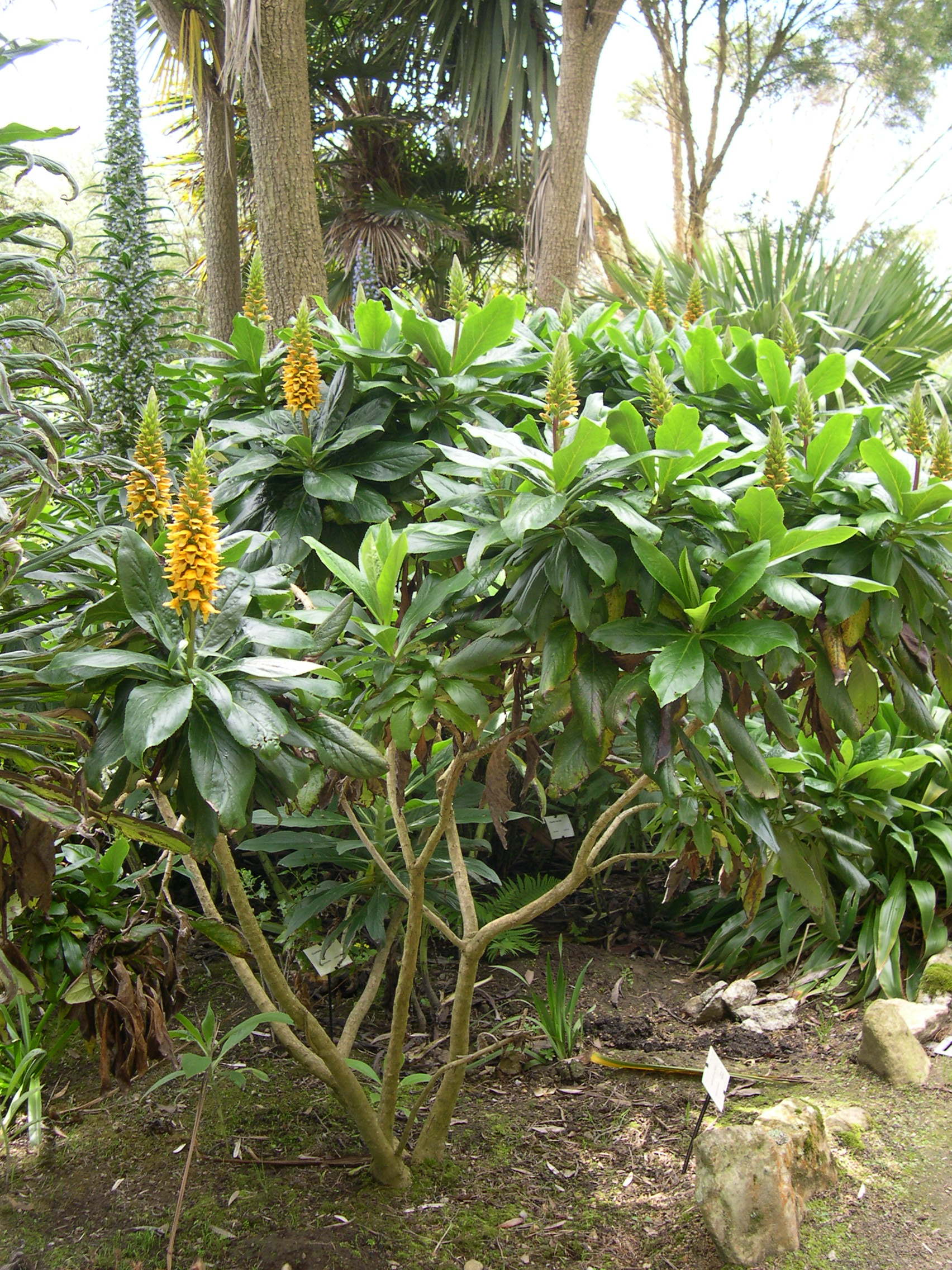 isoplexis_spectrum1md