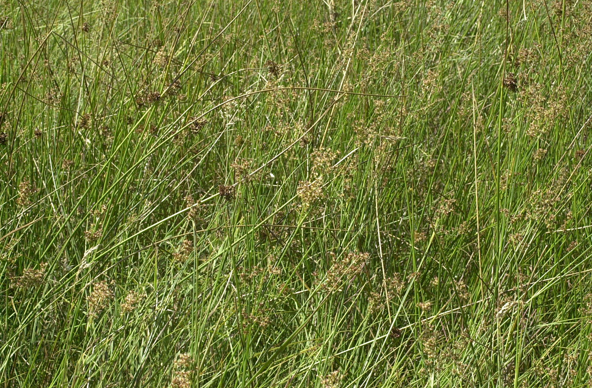 juncus_acutiflorus2md