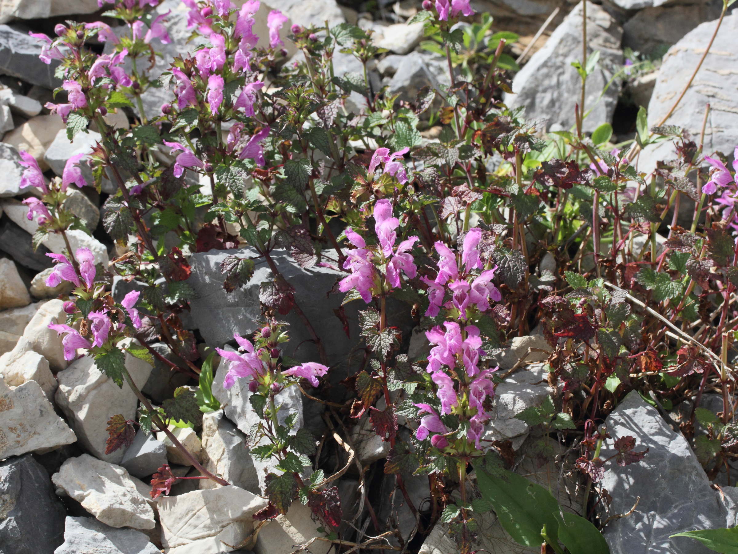 Afficher le média lamium_garganicum_garganicum1md lamium_garganicum_garganicum1md