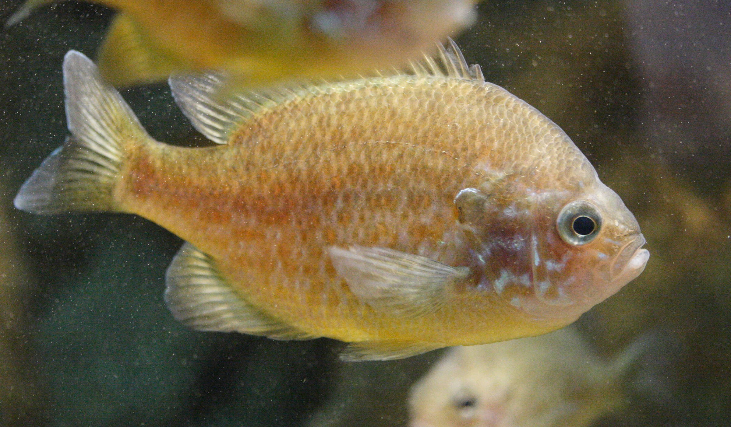 lepomis_gibbosus4md