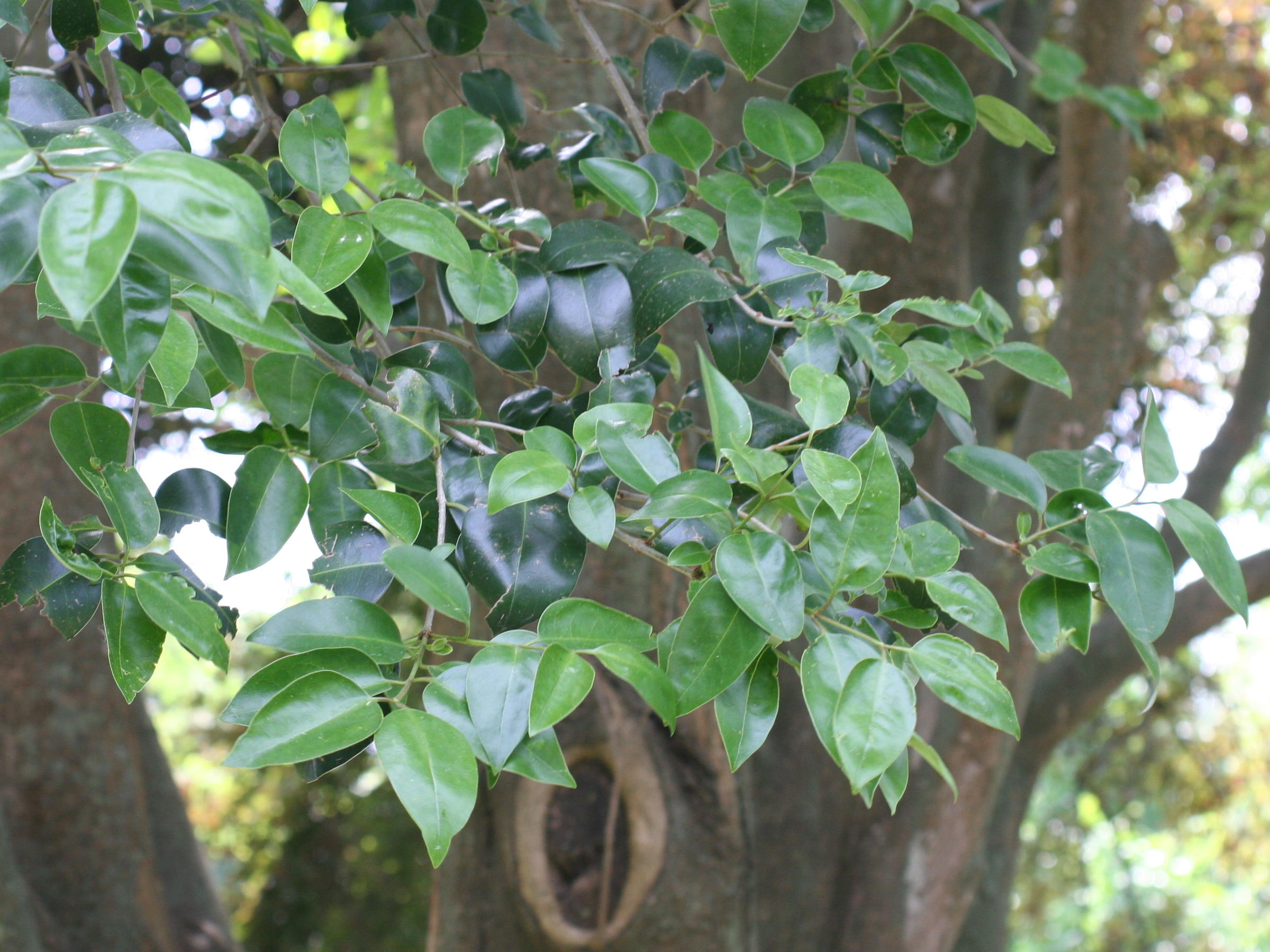 ligustrum_lucidum2md