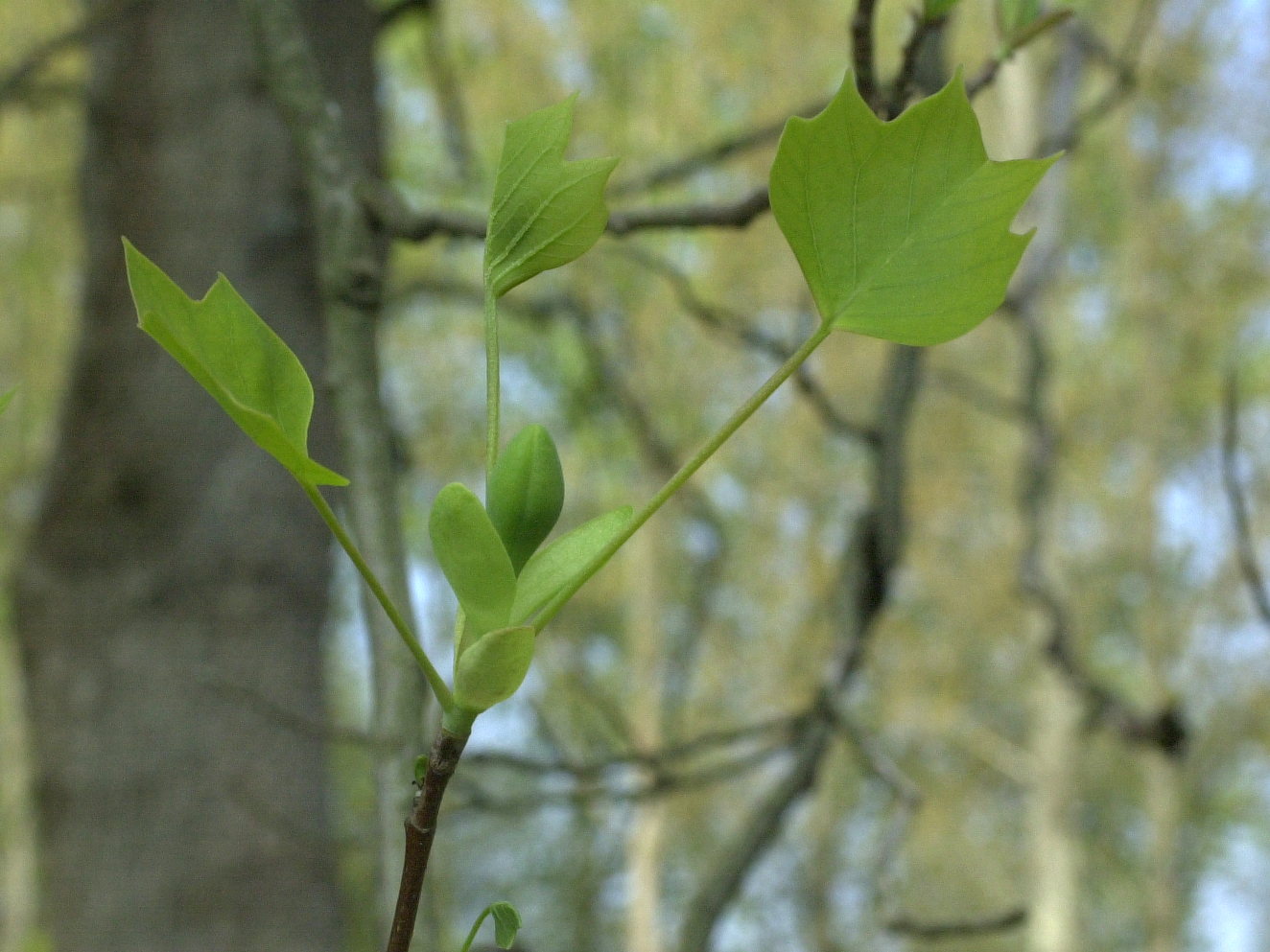 liriodendron_tulipifera2md