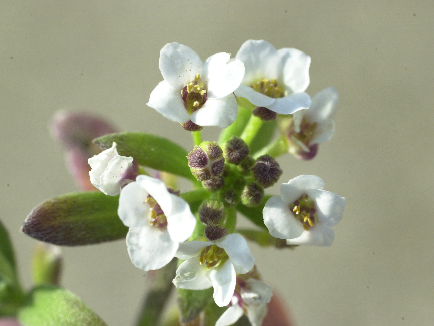 Afficher le média lobularia_maritima3md lobularia_maritima3md