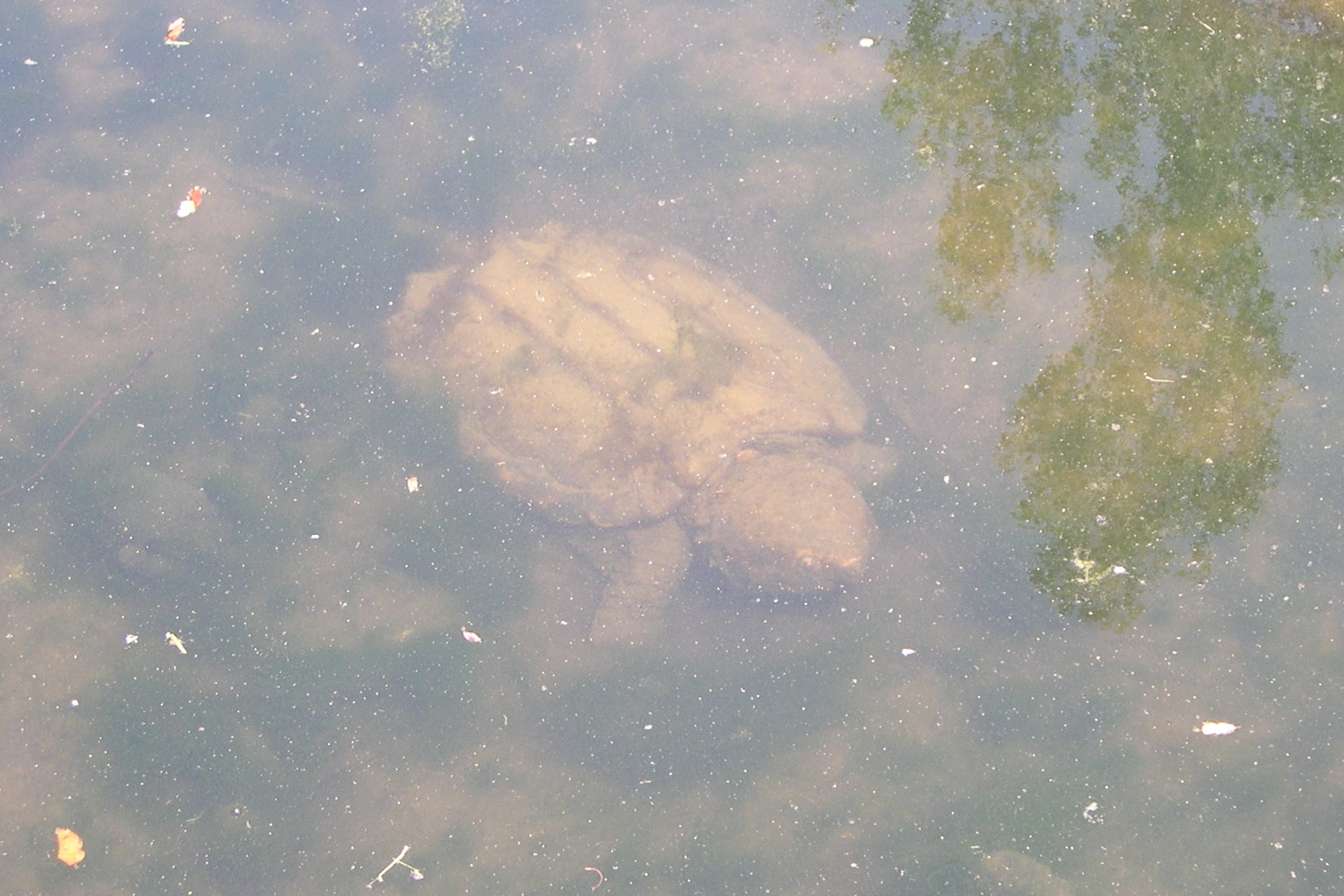 Afficher le média macrochelys_temminckii macrochelys_temminckii