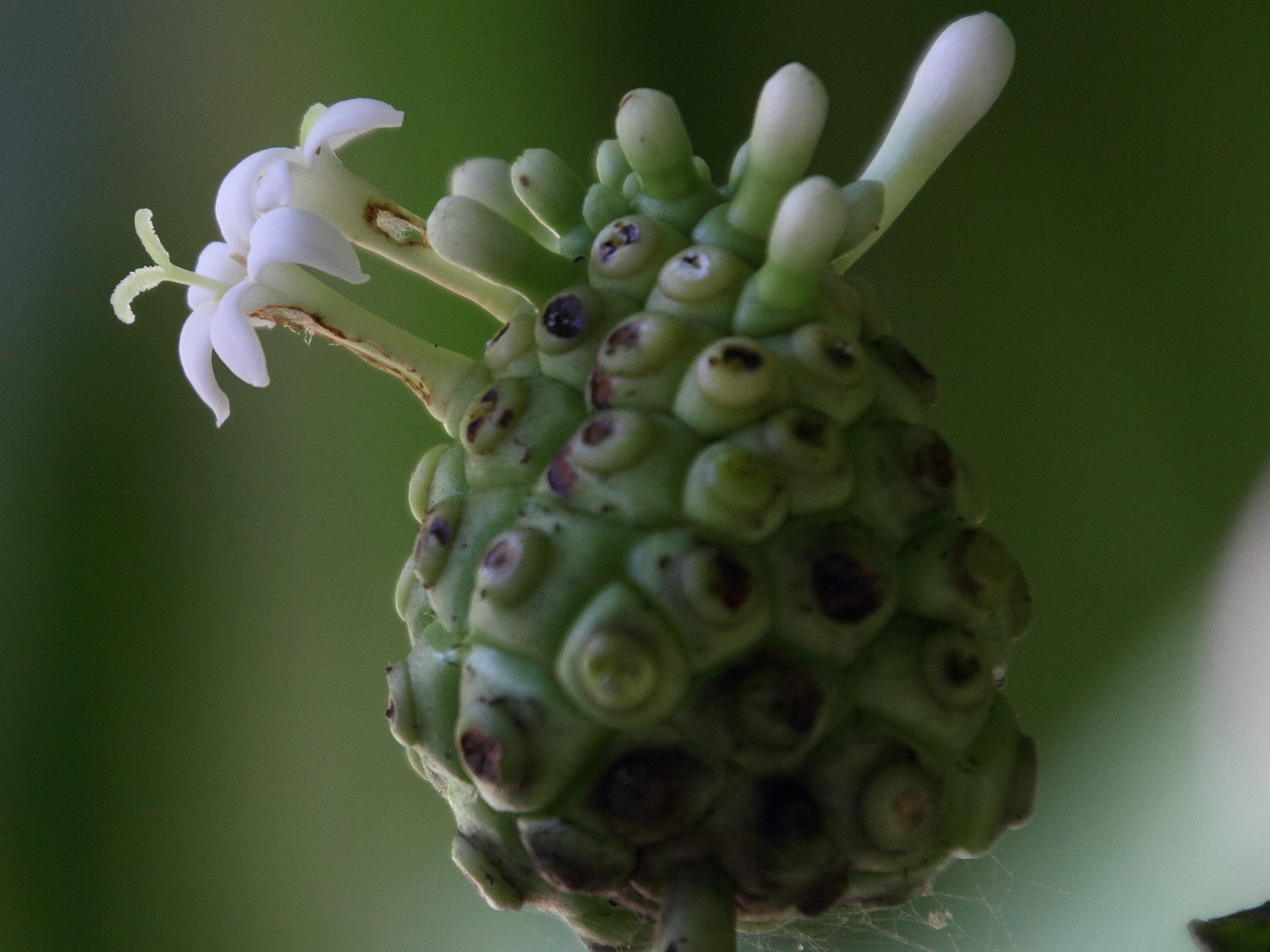 morinda_citrifolia5md