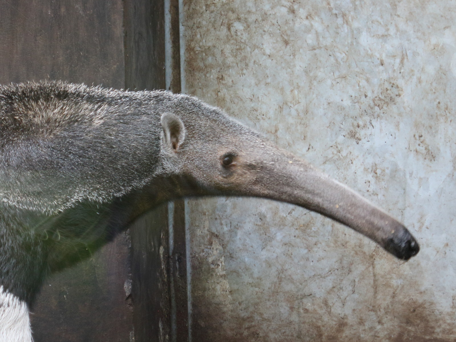 myrmecophaga_tridactyla3bd