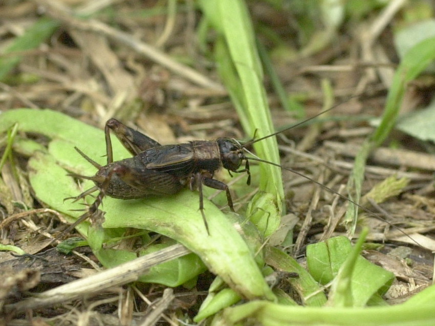 nemobius_sylvestris3md