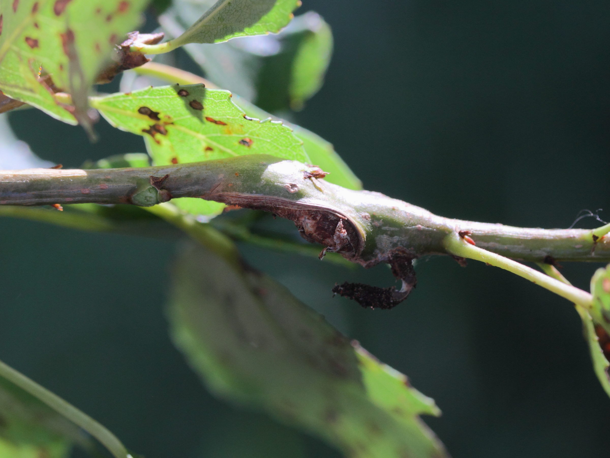 neonectria_ditissima_chancre1md