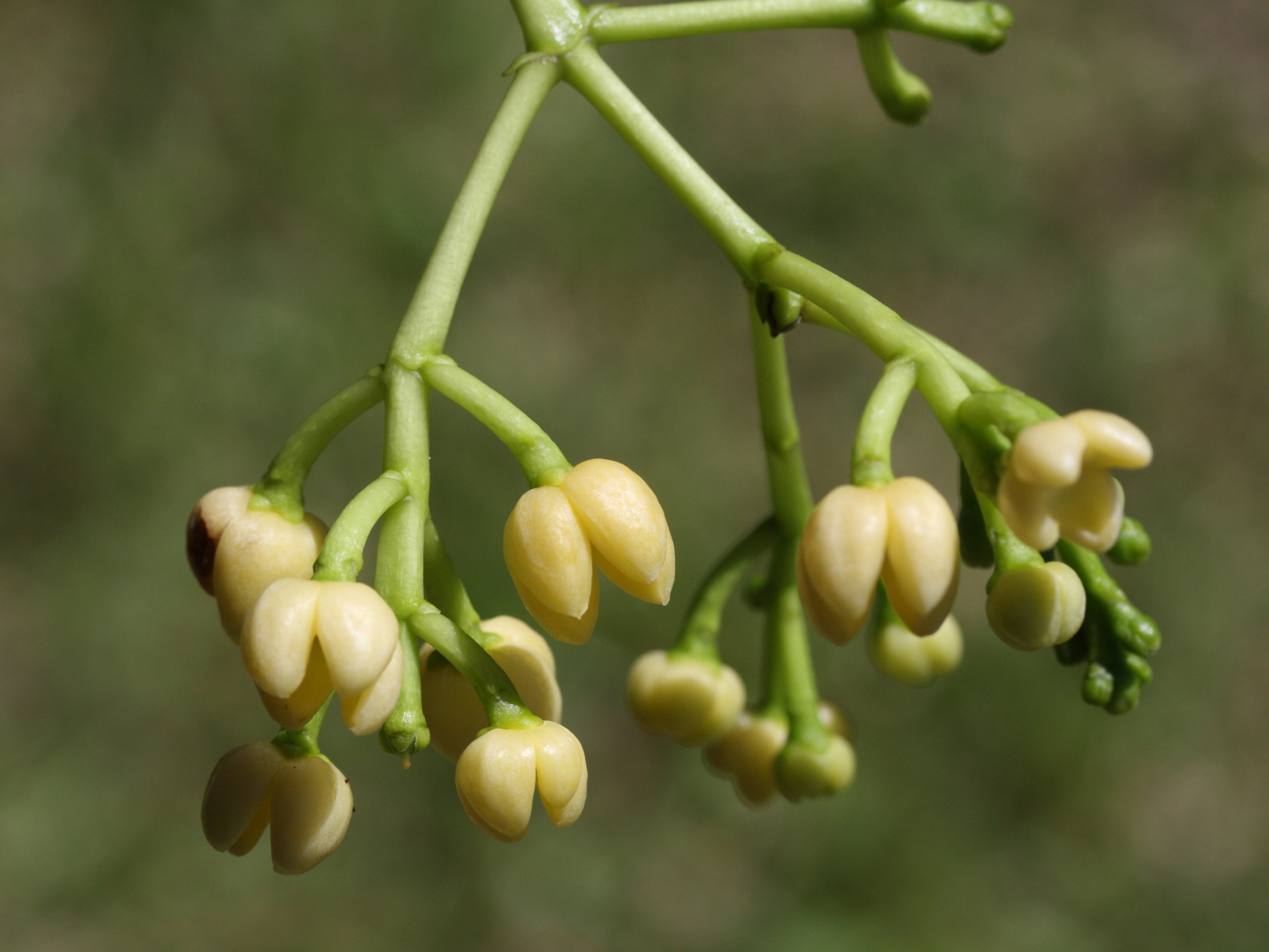 noronhia_emarginata5md