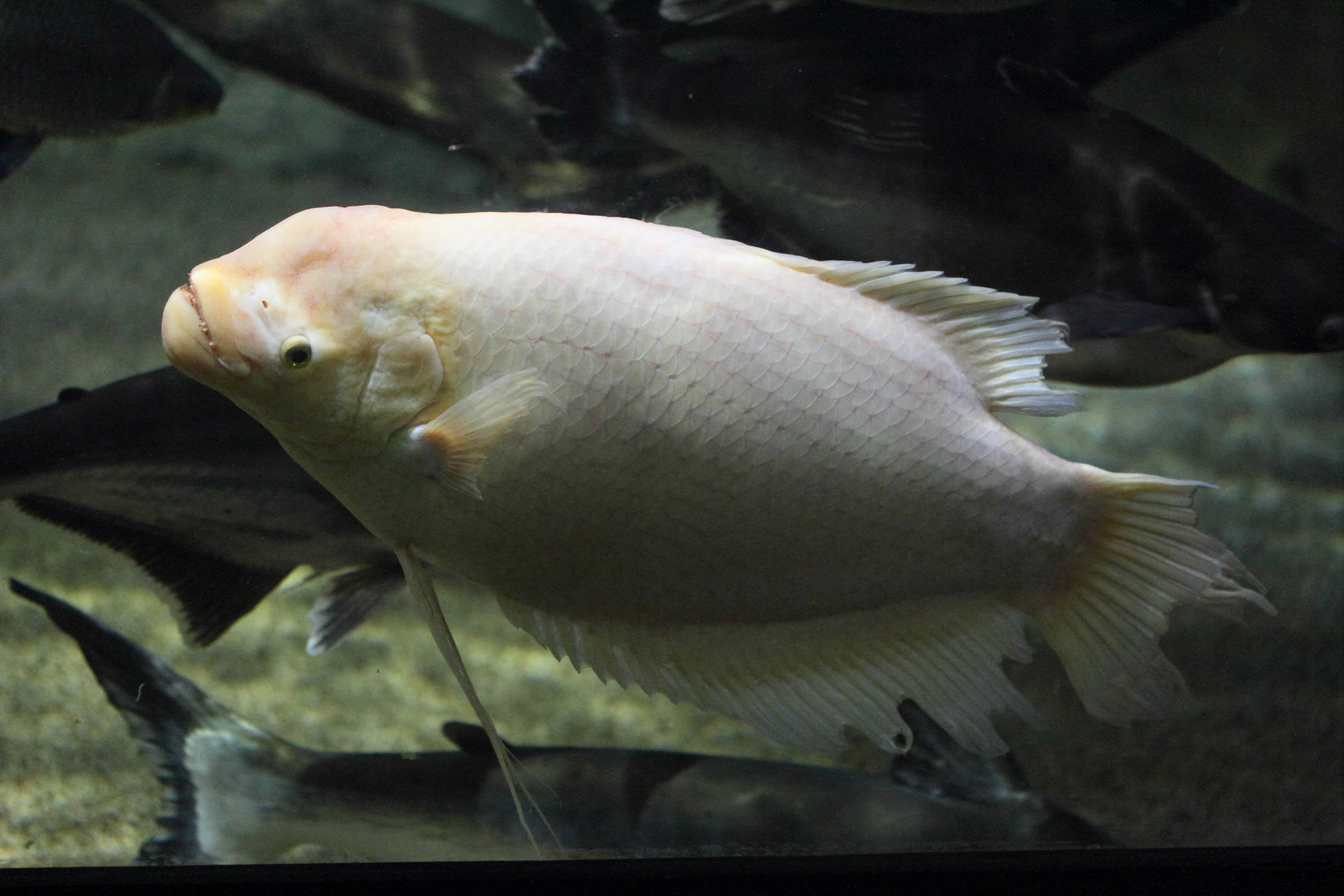 Afficher le média osphronemus_goramy1md osphronemus_goramy1md