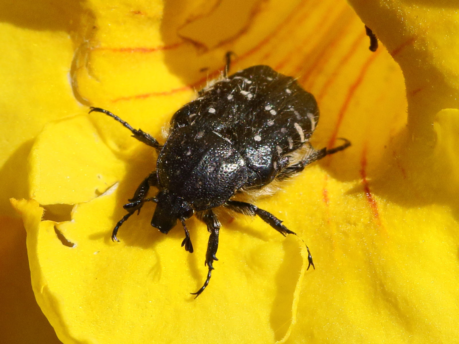 oxythyrea_funesta6bd