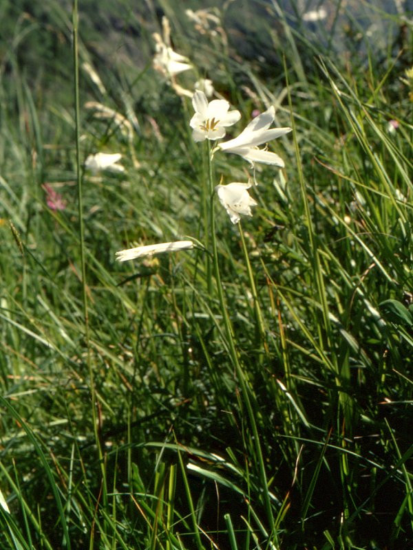 Afficher le média paradisea_liliastrum1mcf paradisea_liliastrum1mcf