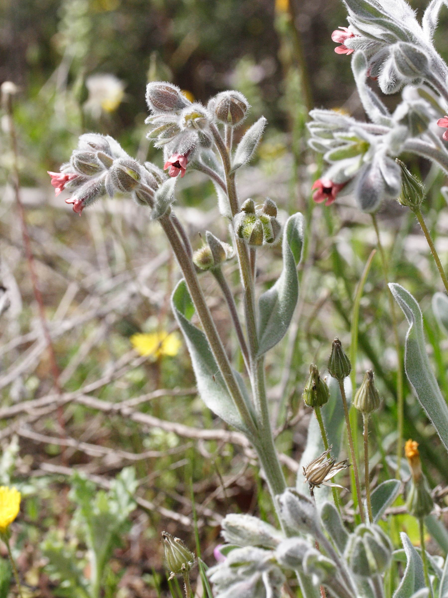 pardoglossum_cheirifolium1md