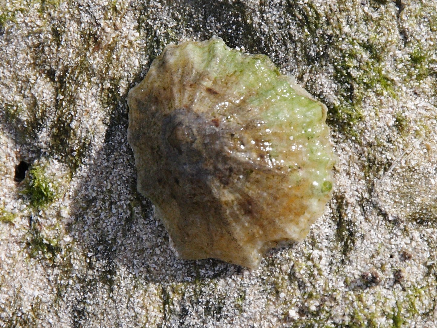 patella_ulyssiponensis1bd