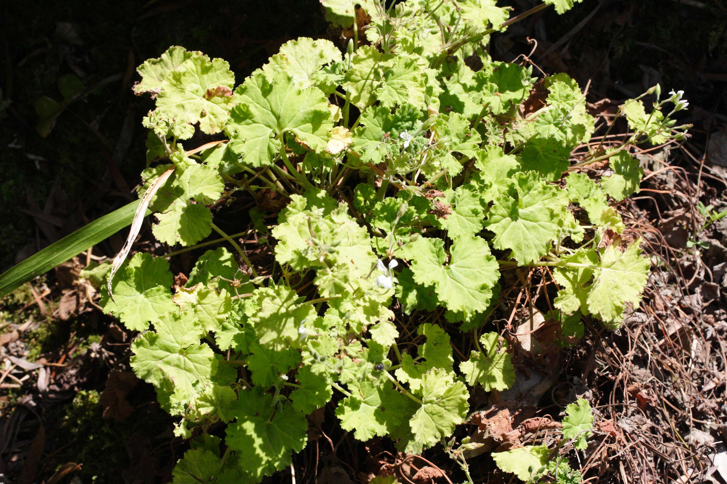 pelargonium_odoratissimum1md