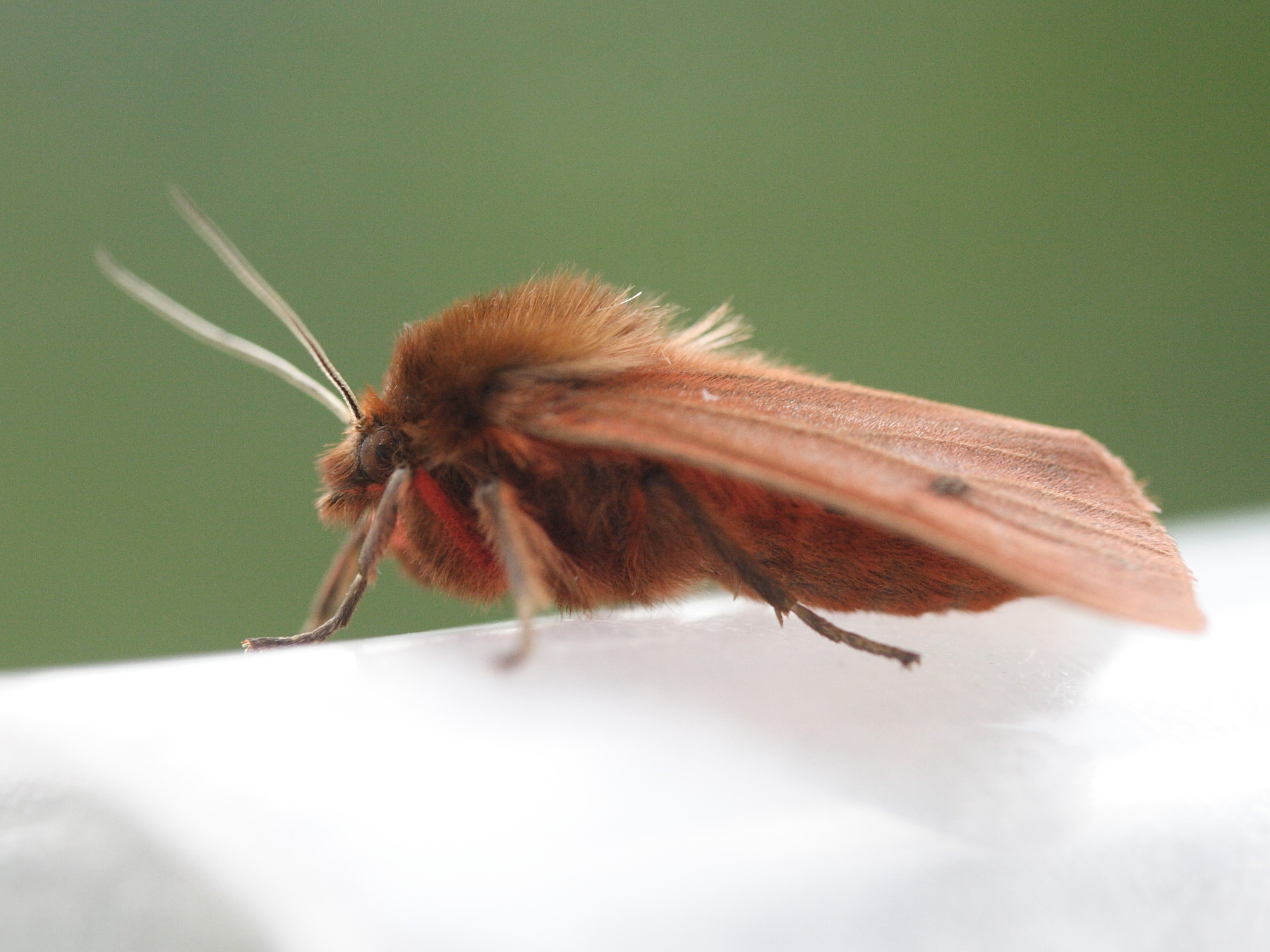 phragmatobia_fuliginosa4md