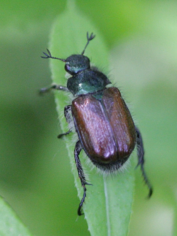 Afficher le média phyllopertha_horticola2bd phyllopertha_horticola2bd