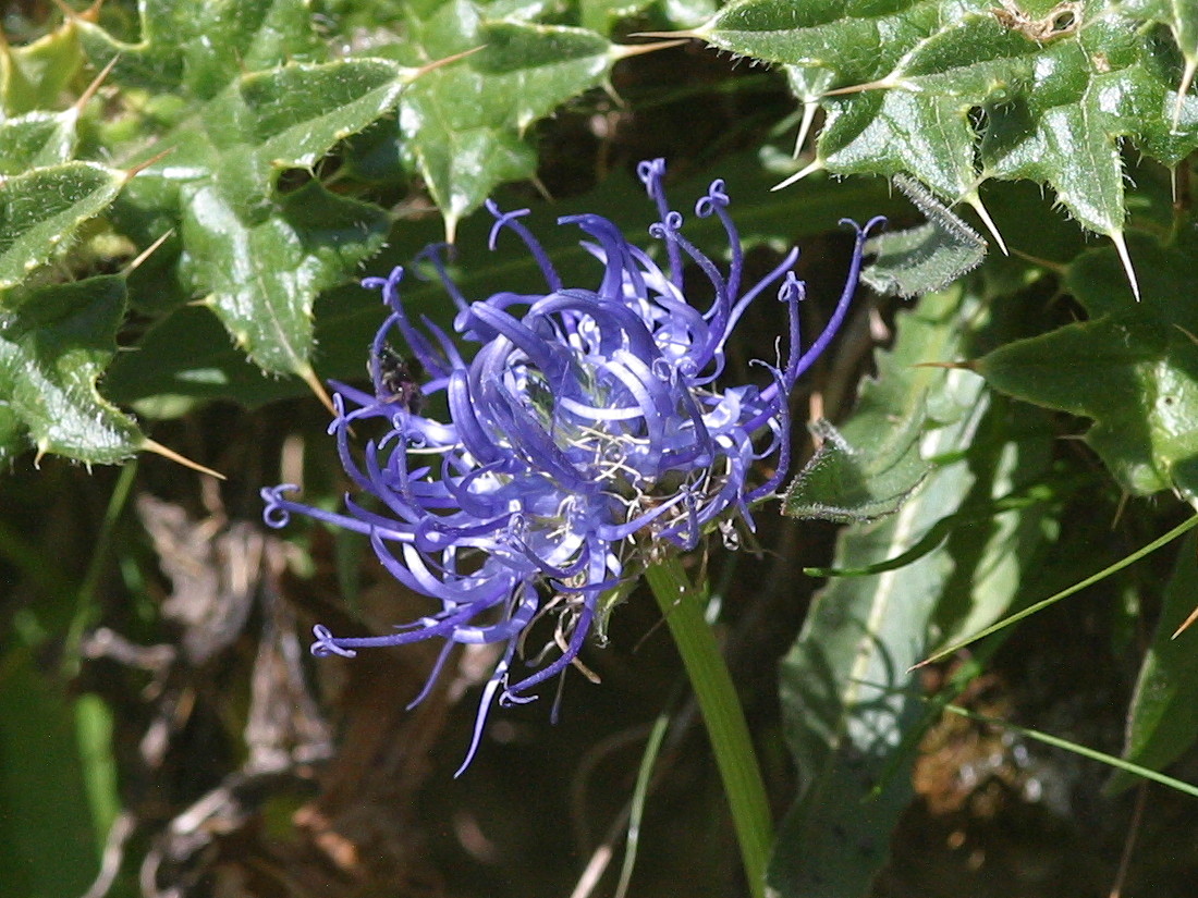 phyteuma_orbiculare2bd