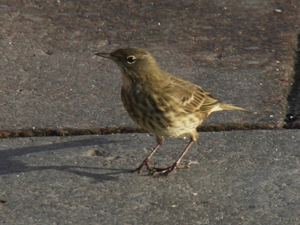 pipit_farlouse_-_anthus_pratensis4md