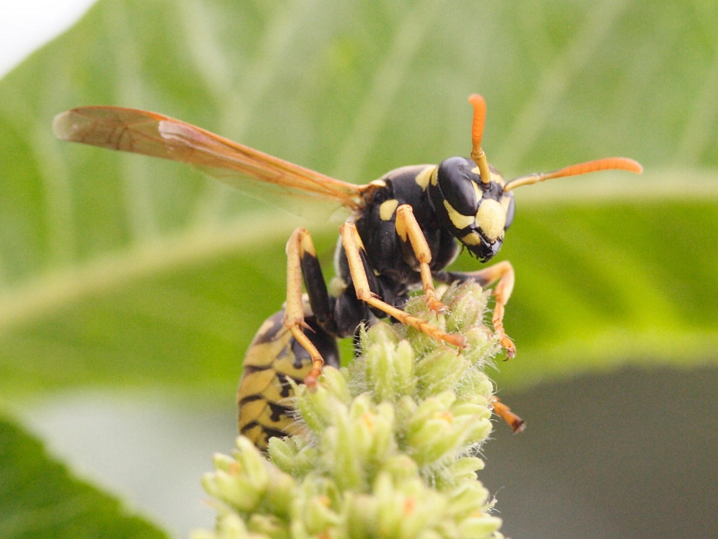 polistes_dominulus1bmd
