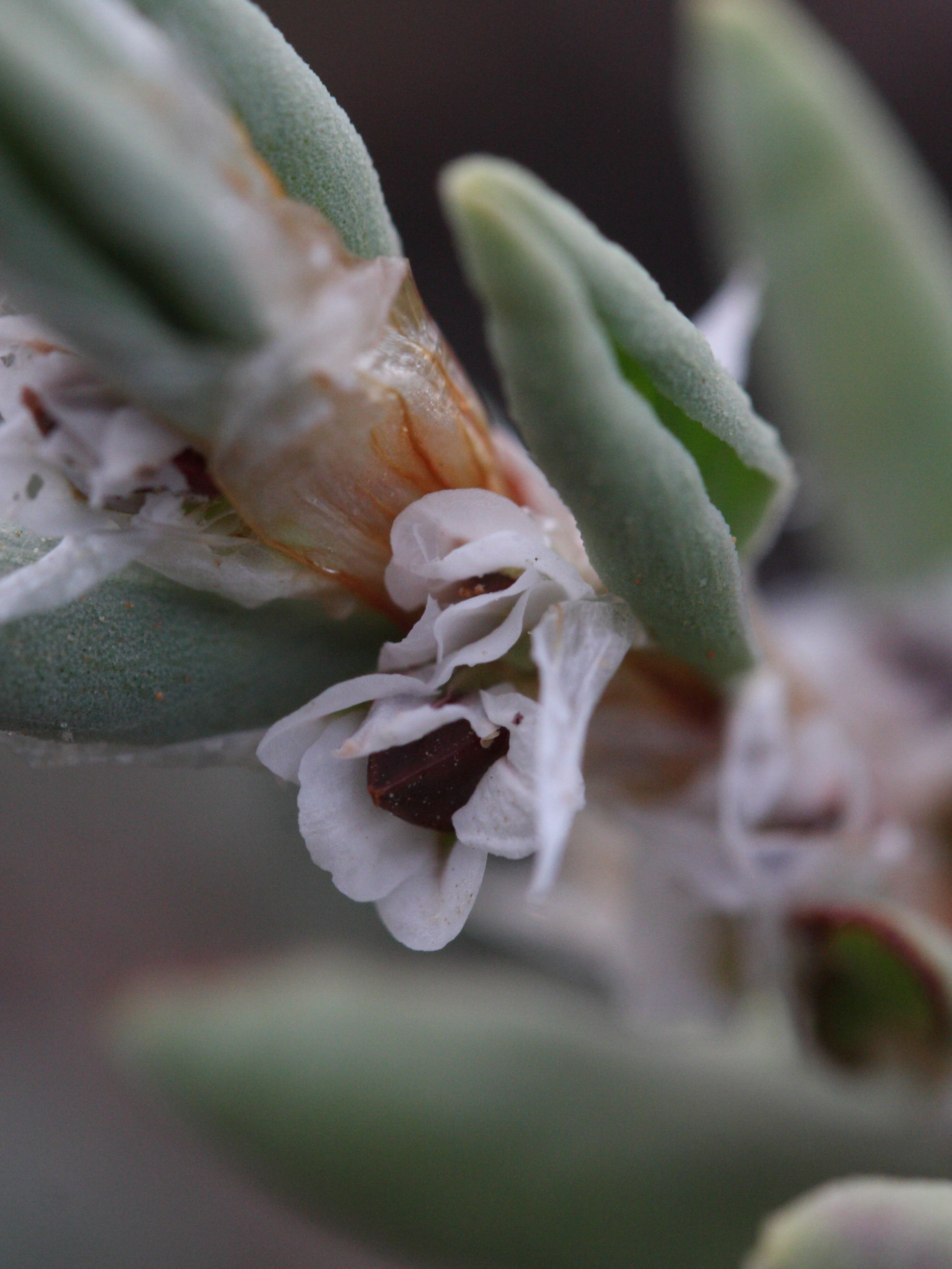 Afficher le média polygonum_maritimum5md polygonum_maritimum5md