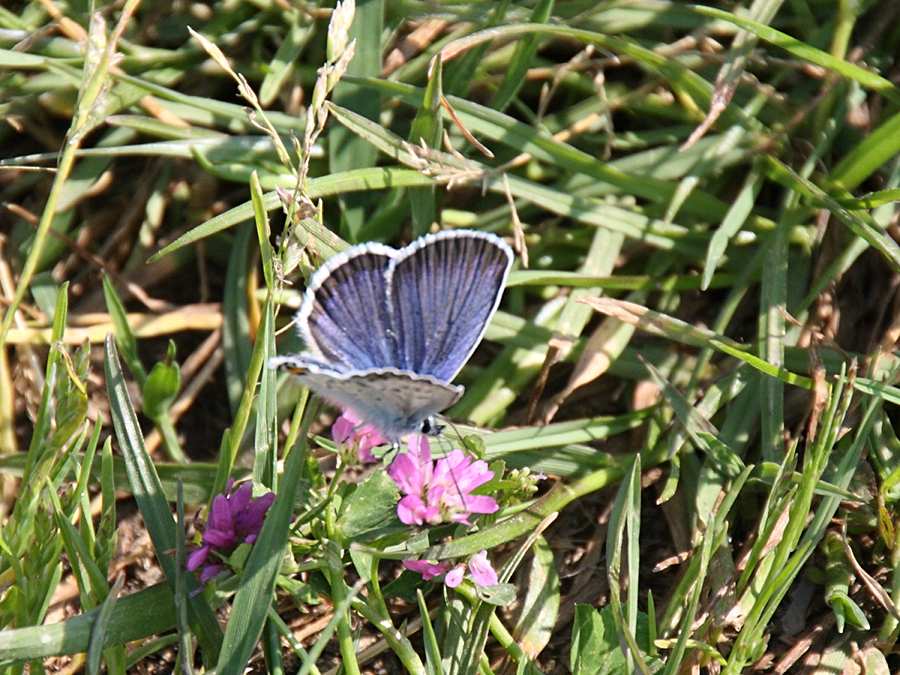 polyommatus_amandus2bd