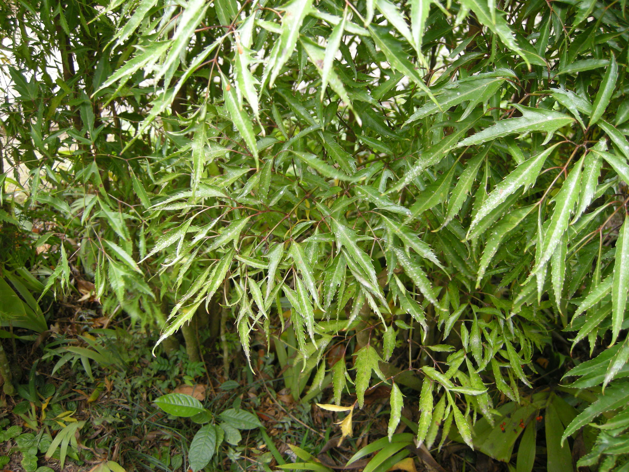polyscias_fruticosa2md