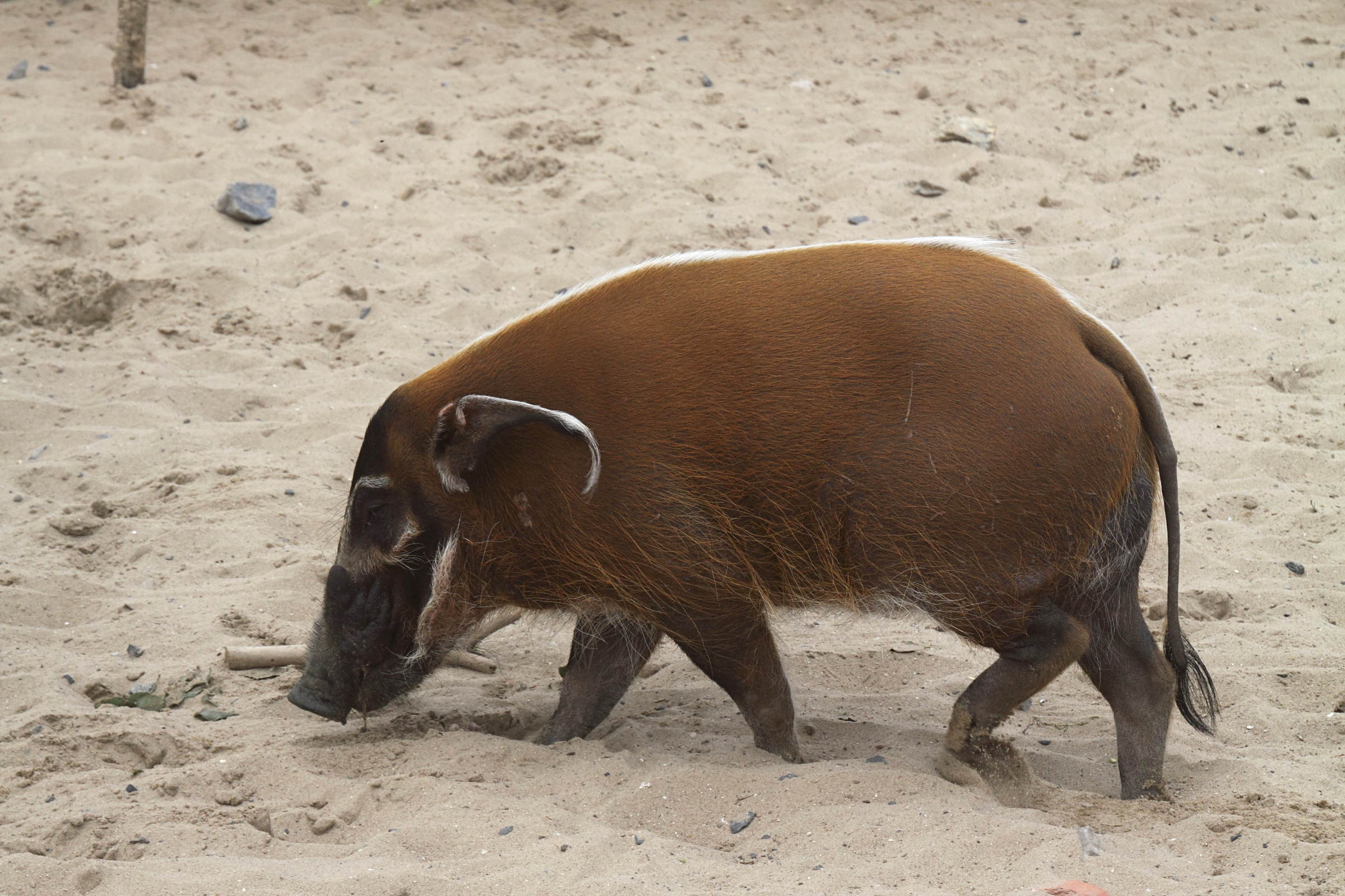 potamochoerus_porcus4cd