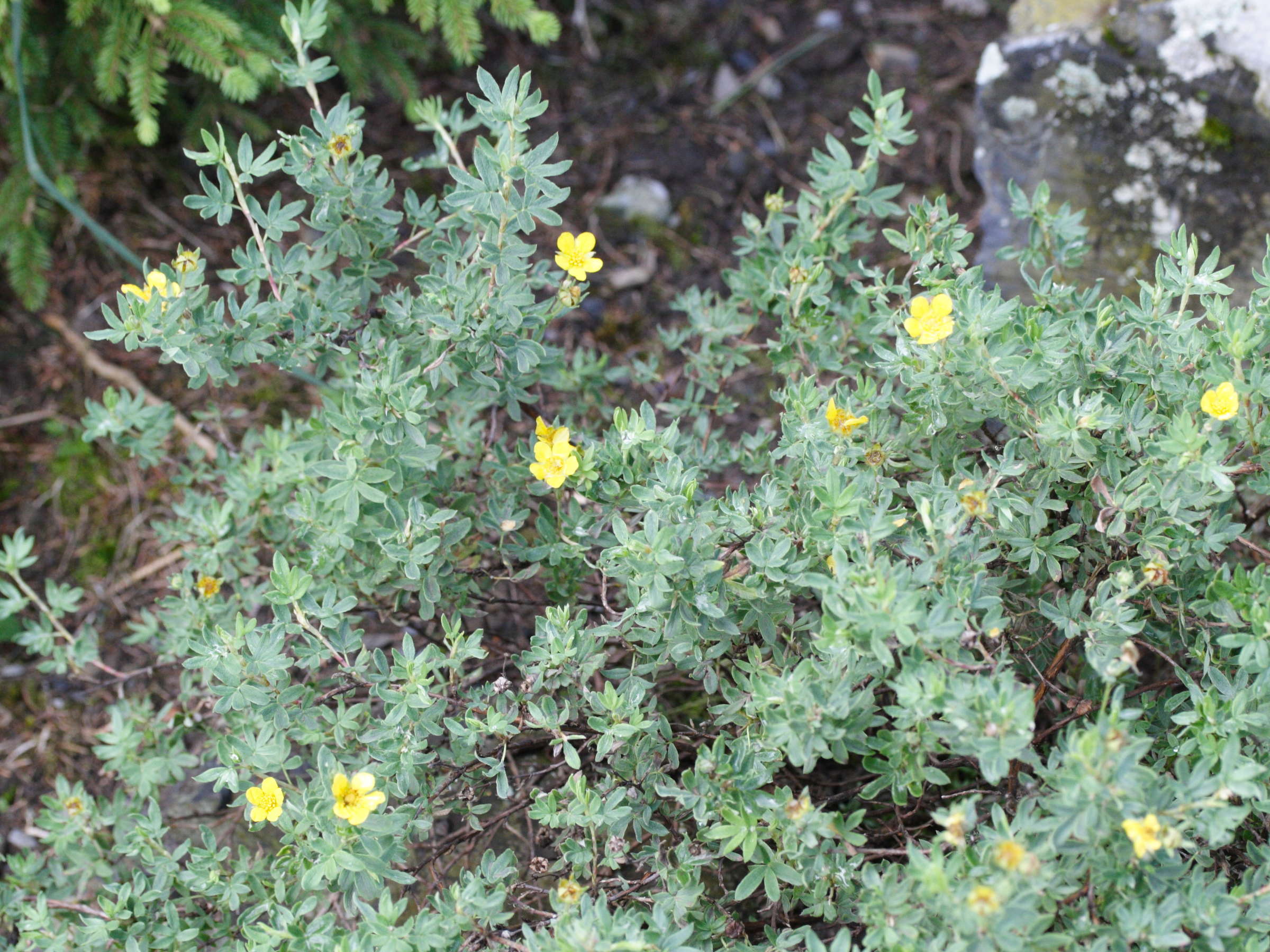 potentilla_fruticosa1bmd