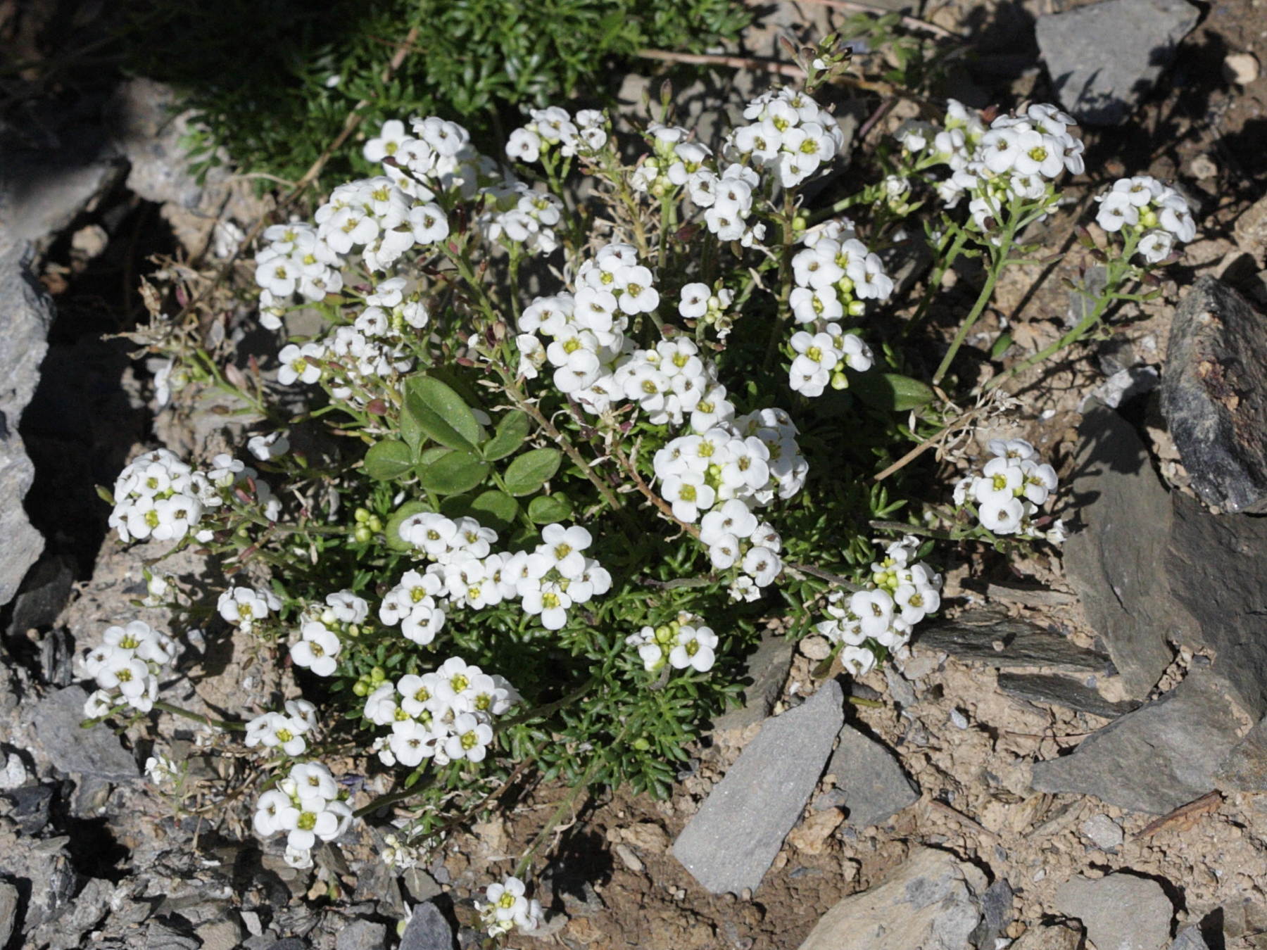 pritzelago_alpina1bd