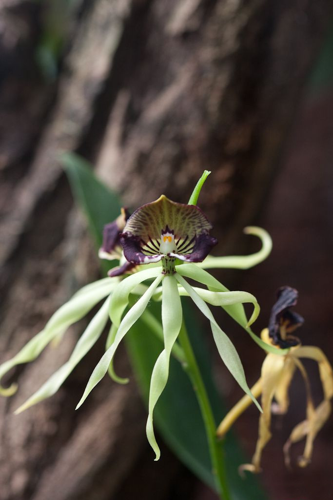 Afficher le média prosthechea_cochleata2sd prosthechea_cochleata2sd