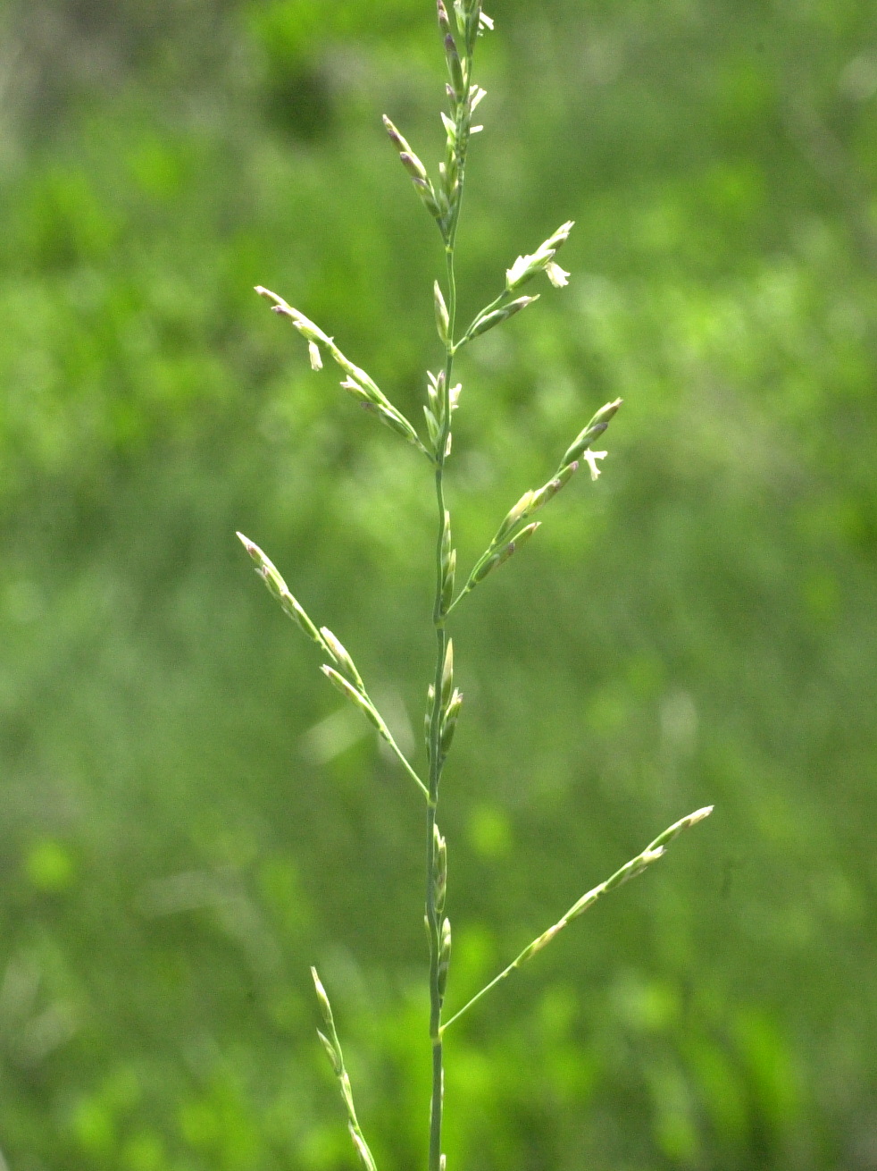 puccinellia_maritima2md