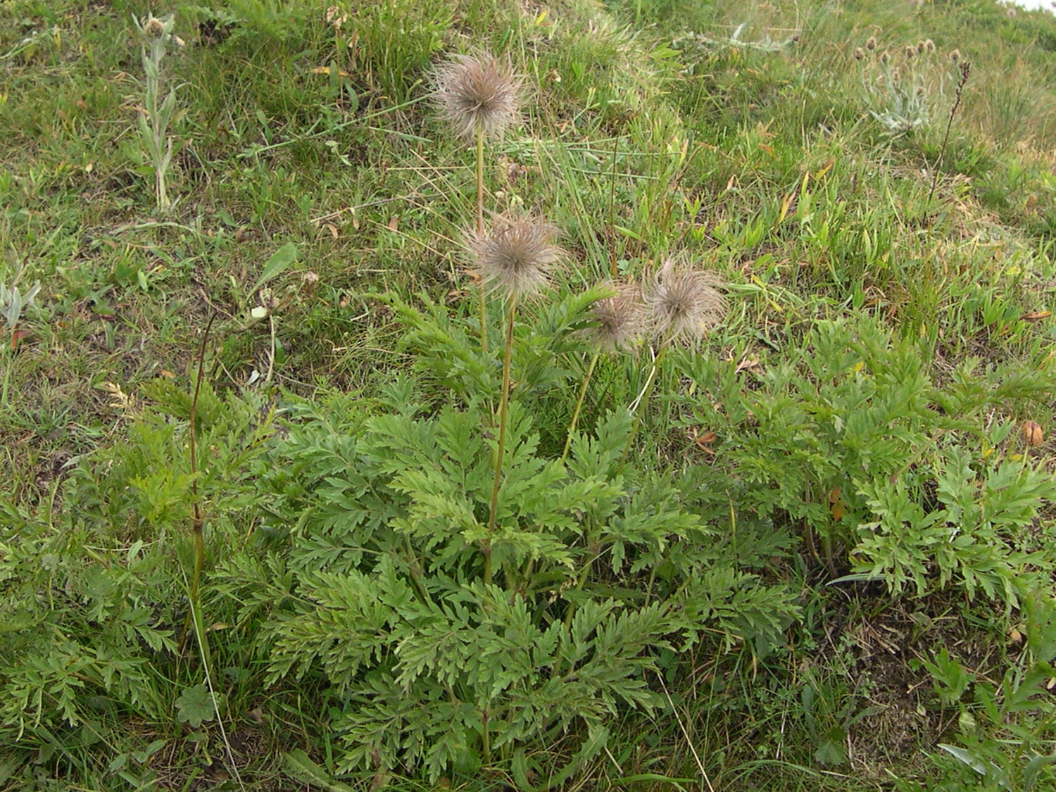 Afficher le média pulsatilla_alpina1md pulsatilla_alpina1md