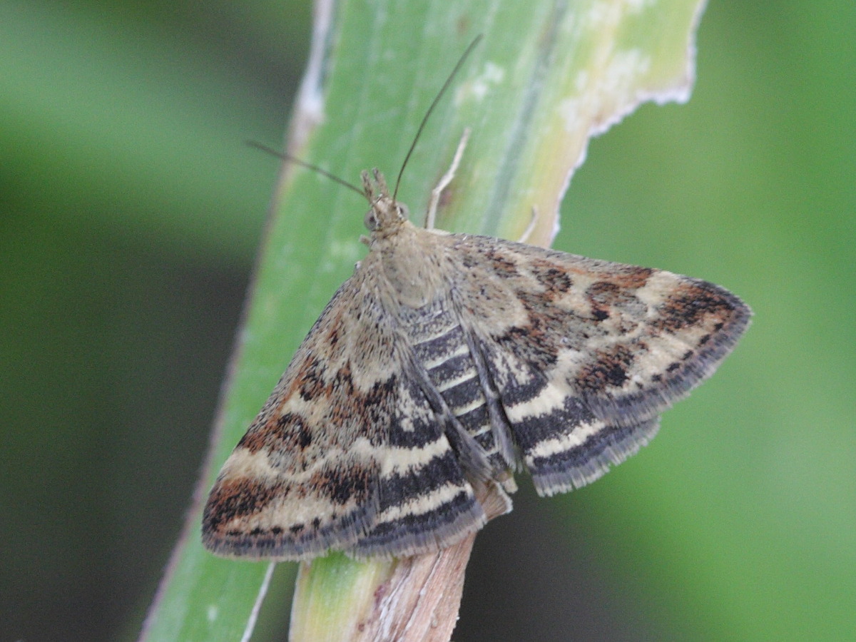 pyrausta_despicata7bd