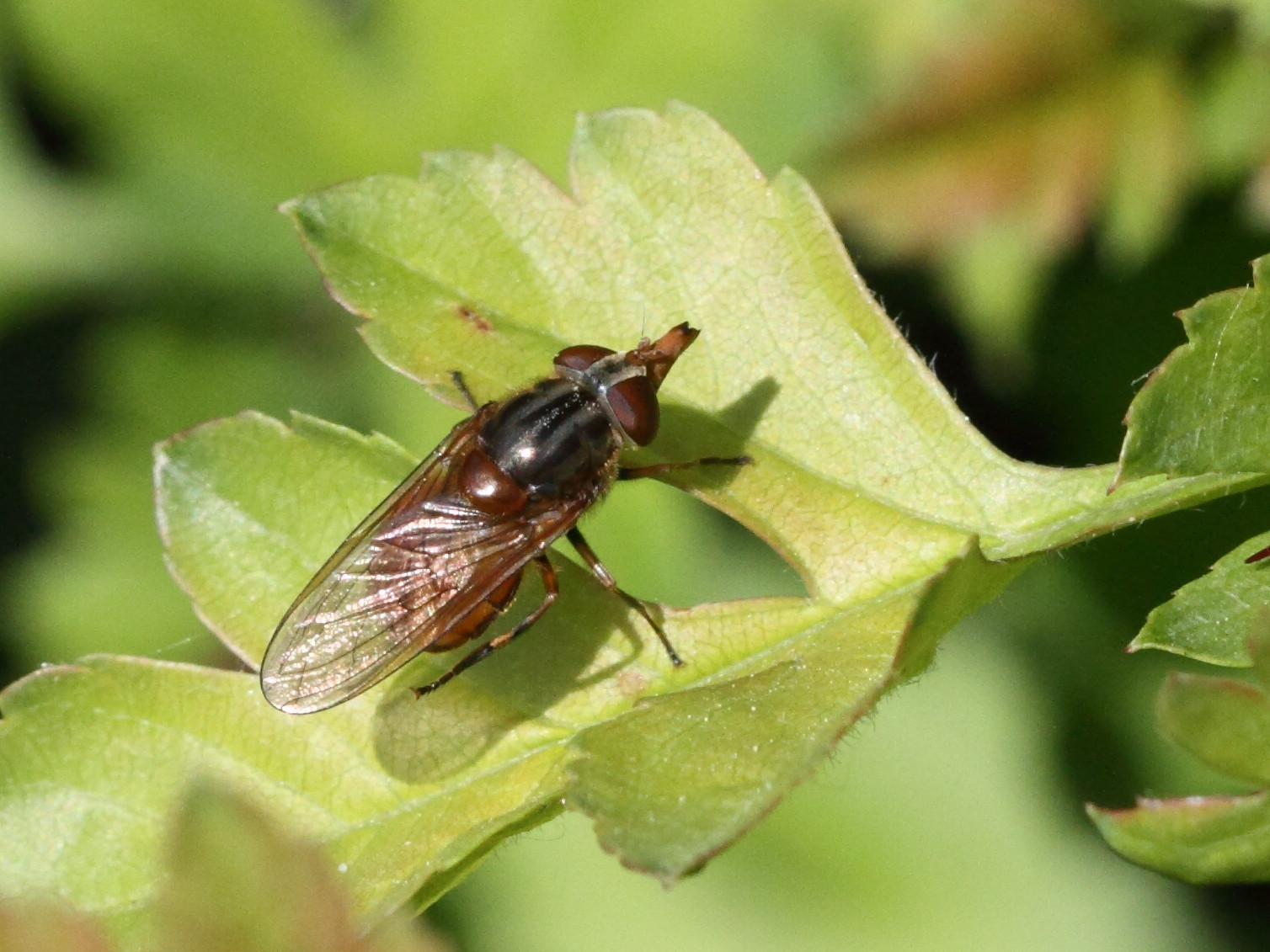 rhingia_campestris2bd