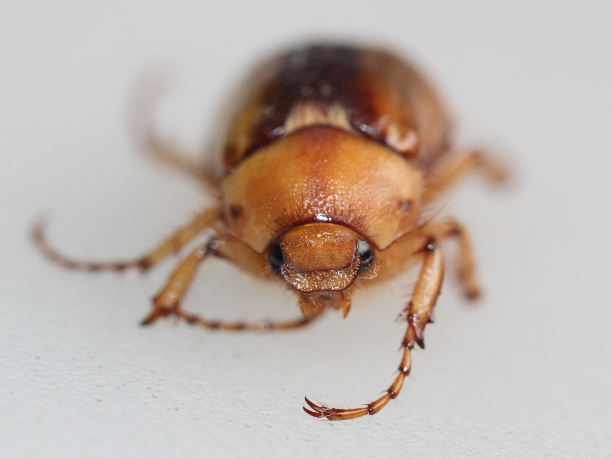 rhizotrogus_aestivus3md