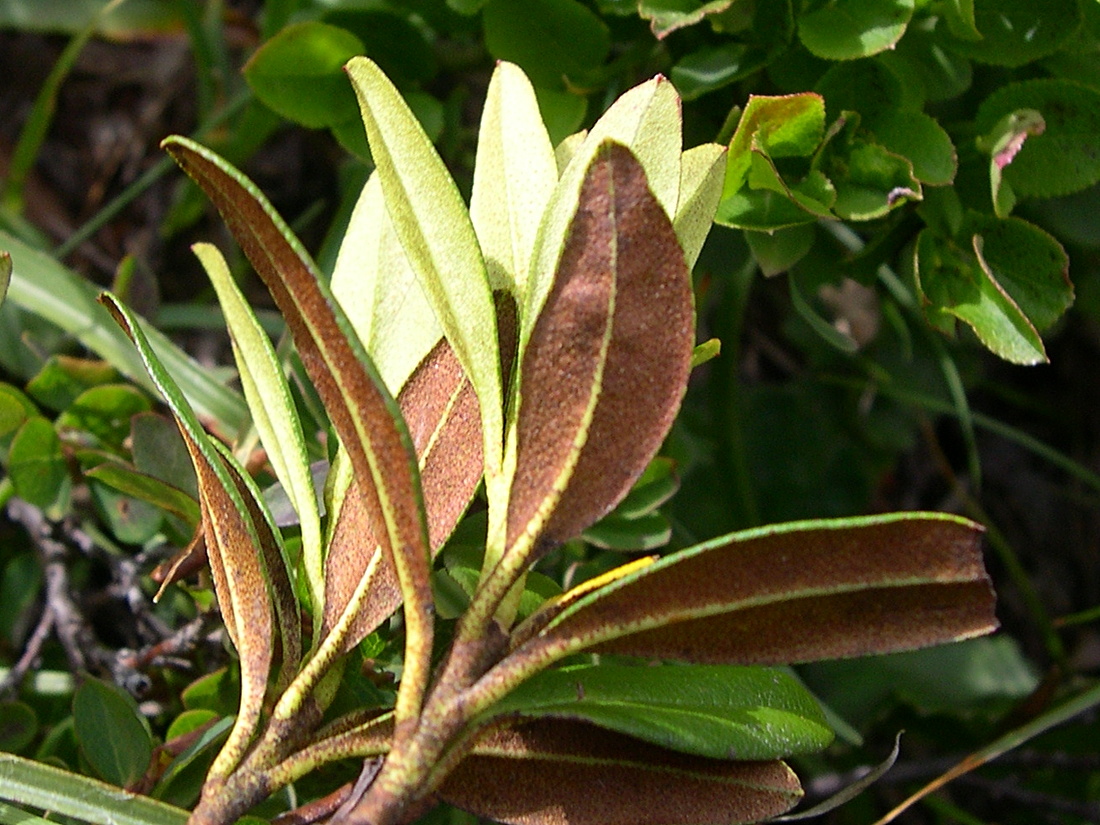 Afficher le média rhododendron_ferrugineum6md rhododendron_ferrugineum6md