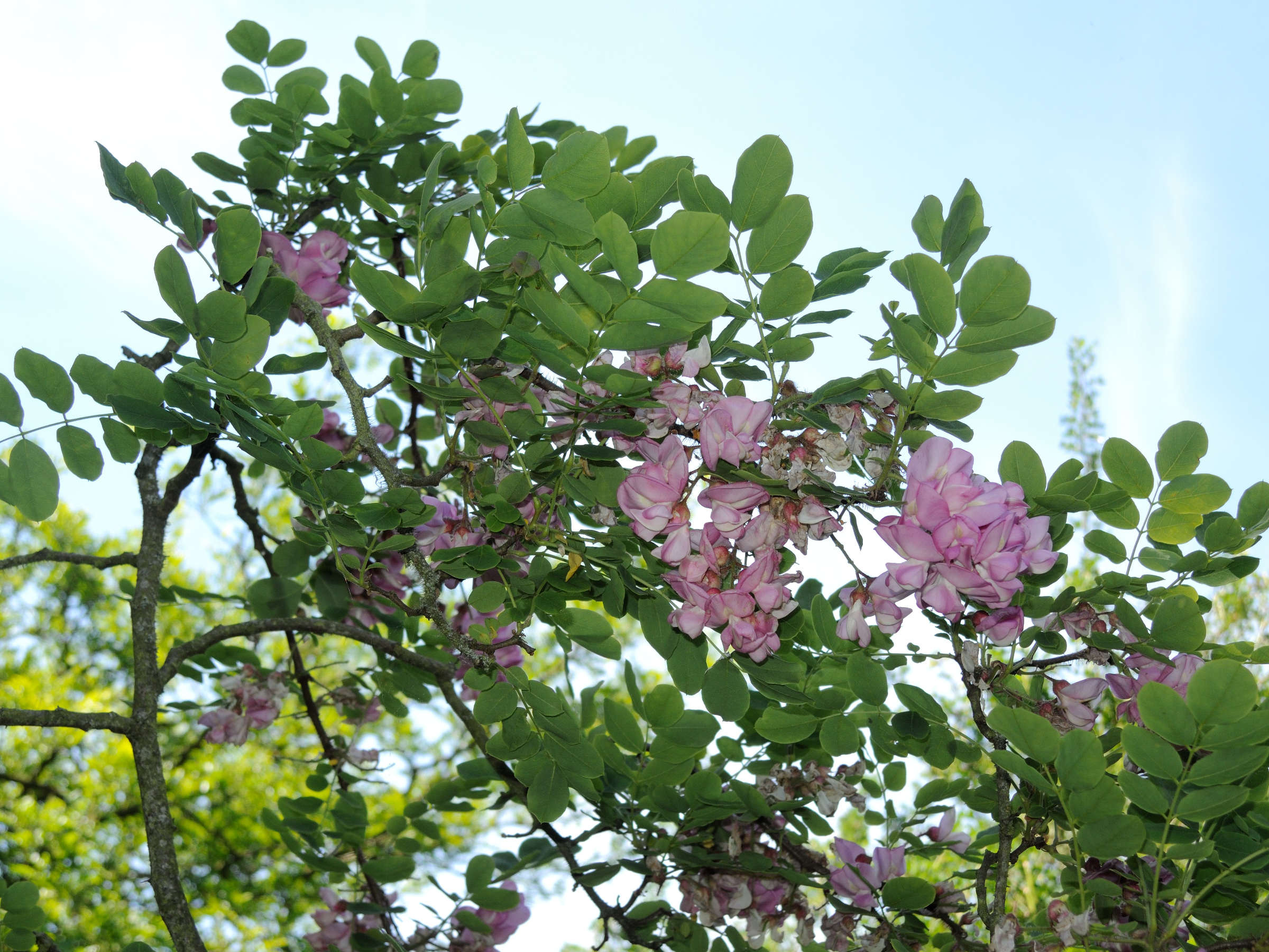 robinia_hispida1md