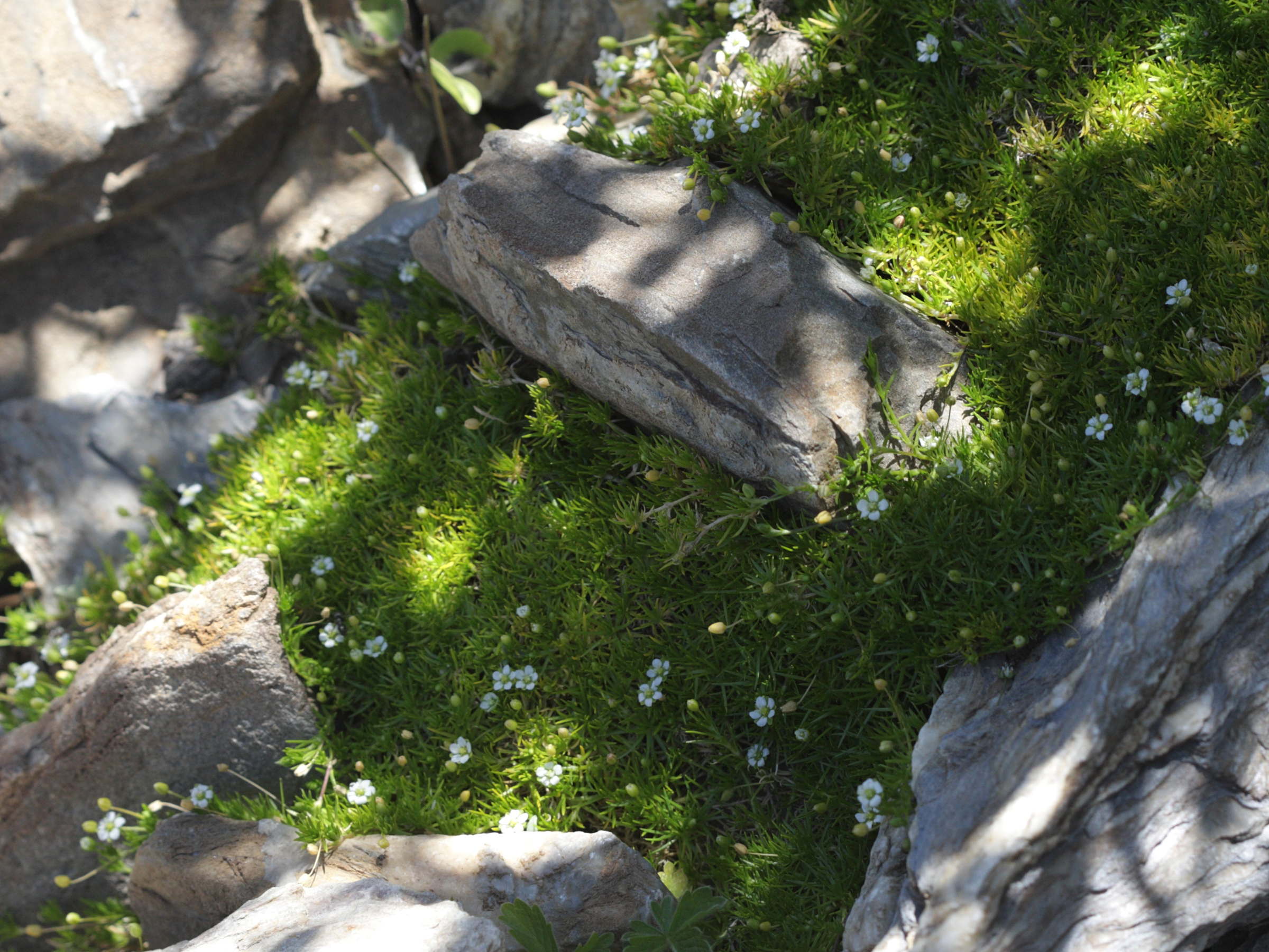 Afficher le média sagina_subulata1bd sagina_subulata1bd