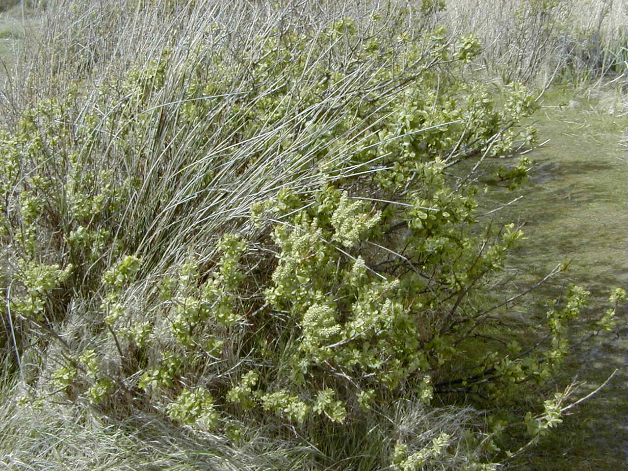 Afficher le média salix_arenaria3md salix_arenaria3md