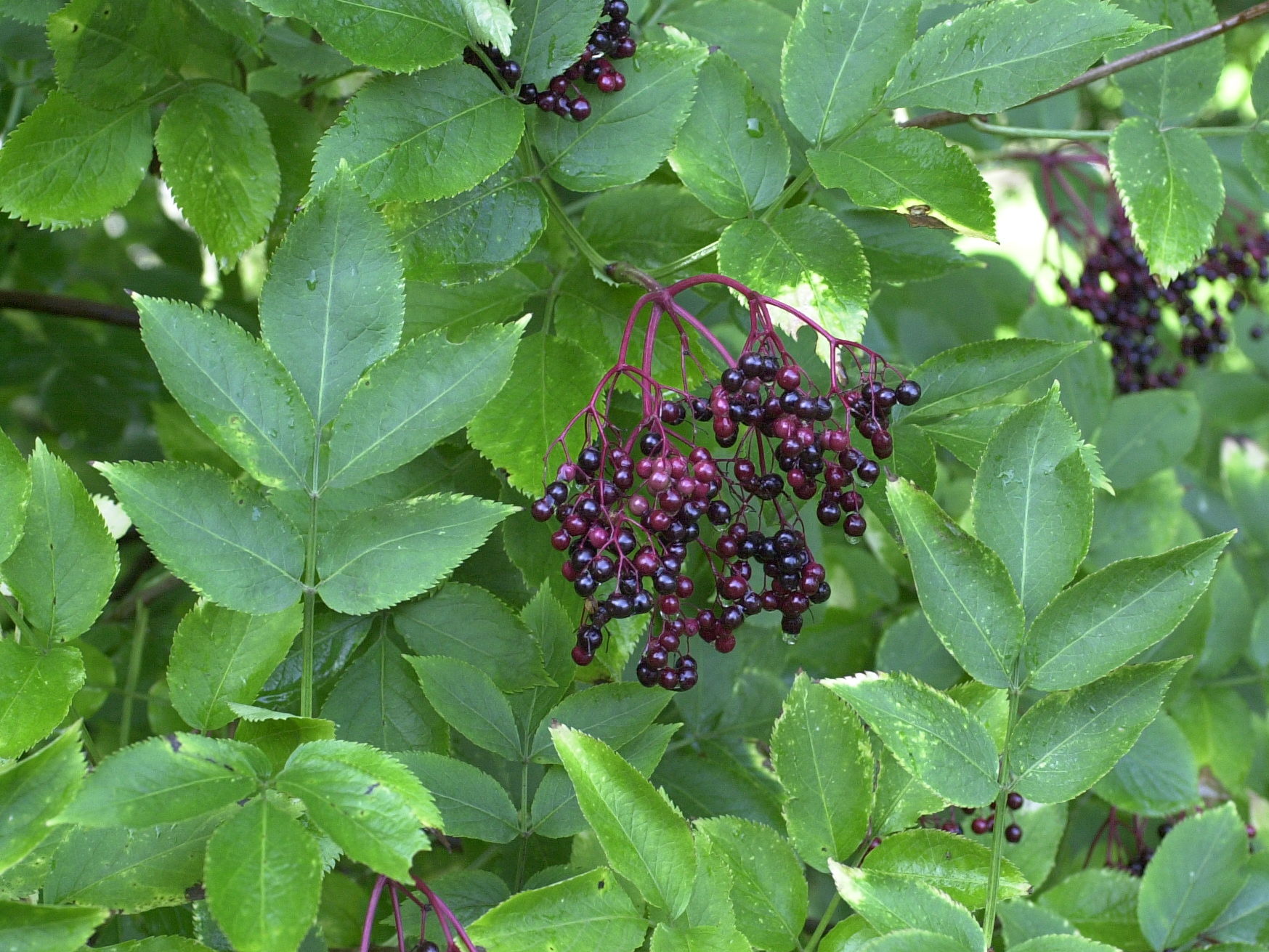 Sambucus_nigra