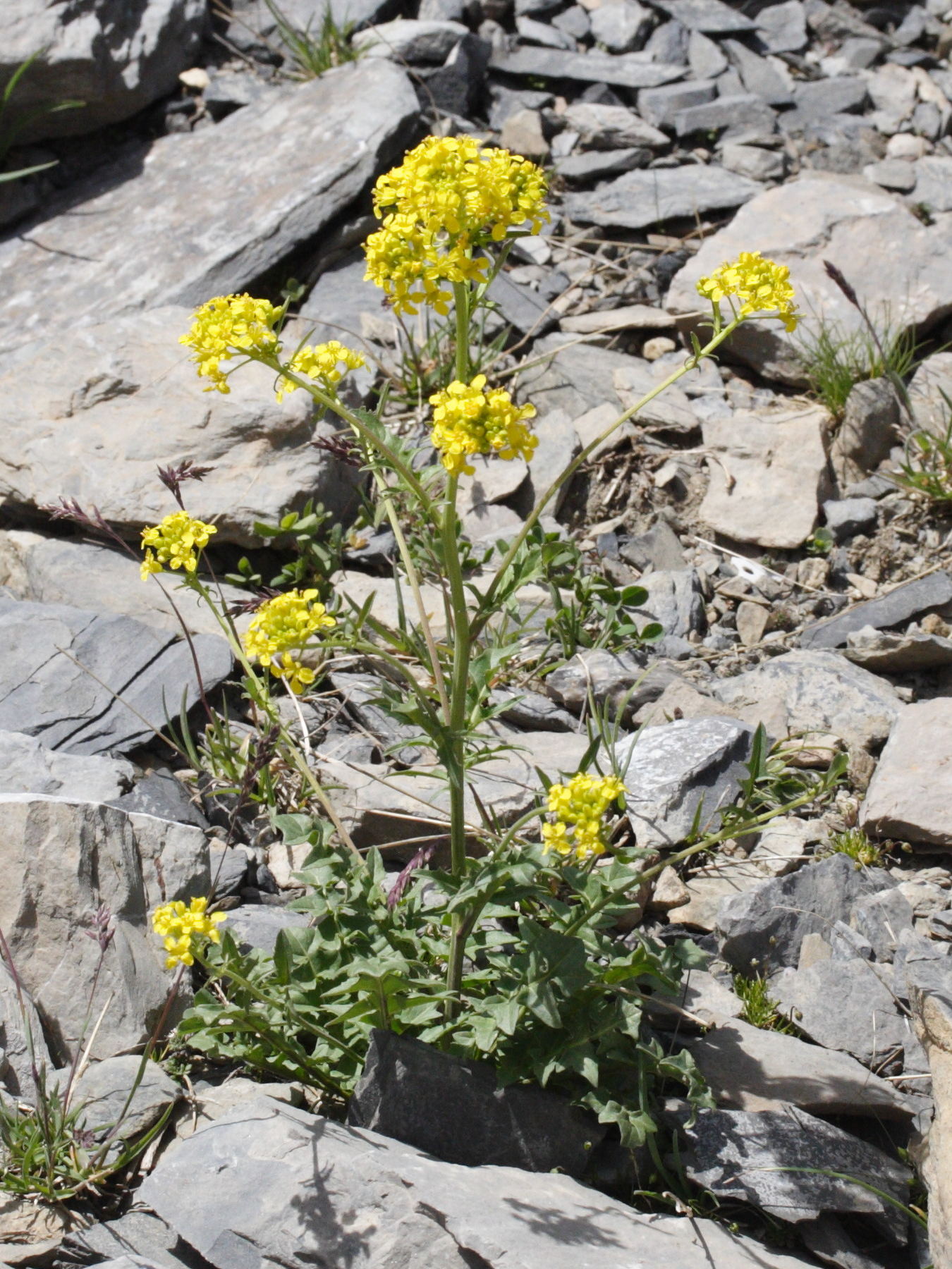 Afficher le média Sisymbrium_austriacum Sisymbrium_austriacum