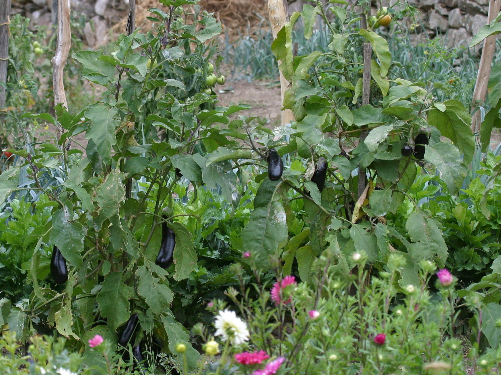 solanum_melongena1bd