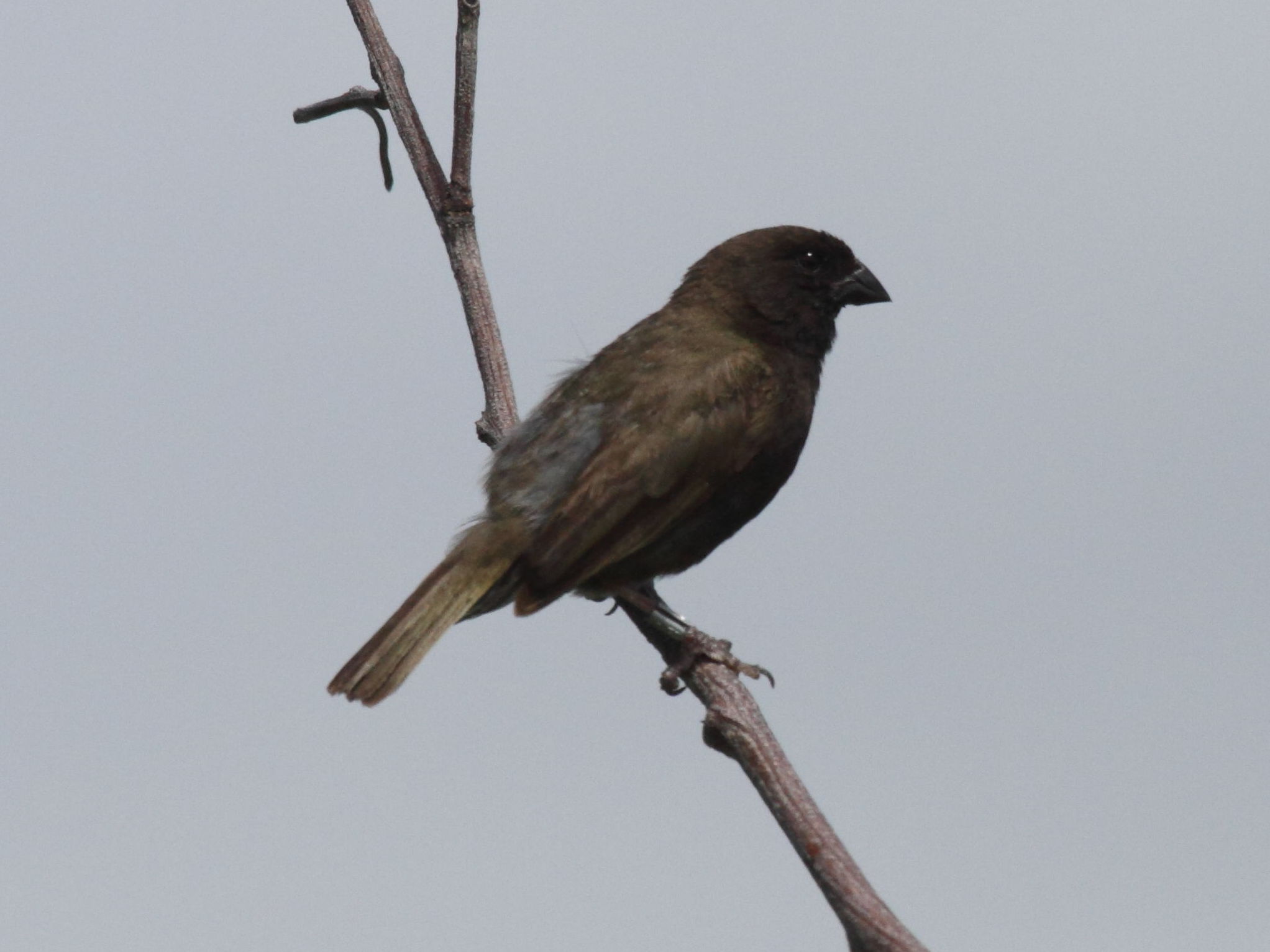 sporophile_cici_-_tiaris_bicolor1bd