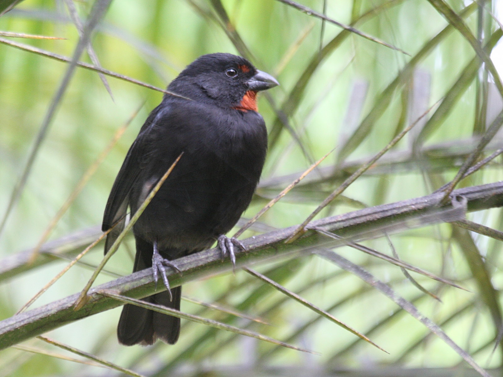 sporophile_rougegorge_-_loxigilla_noctis1bd